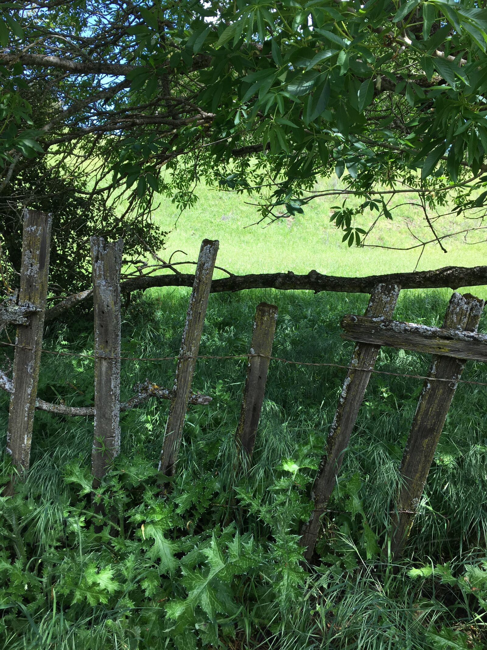 Apple iPhone 6s sample photo. Fence, park, farm photography