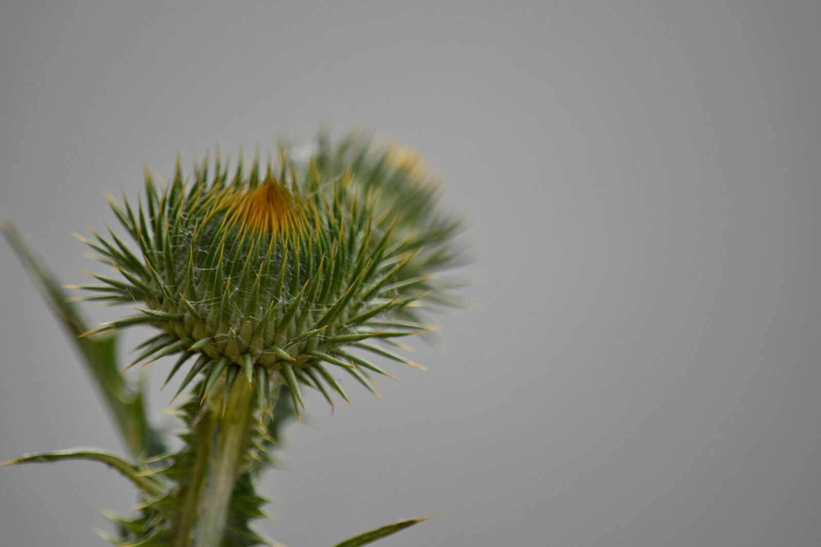 Nikon D5500 sample photo. Thorn, plant, nature, flower photography