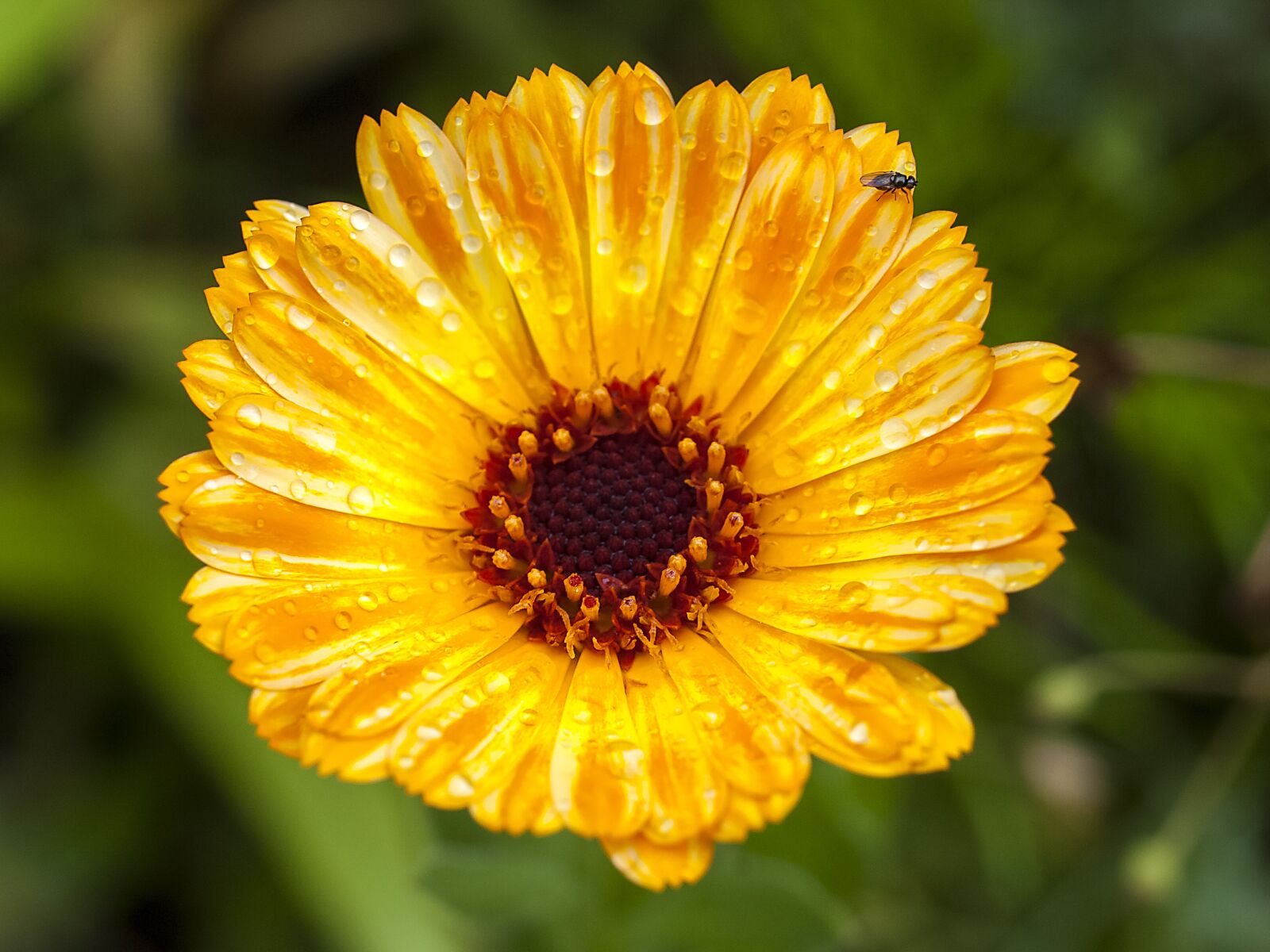 Olympus E-520 (EVOLT E-520) + OLYMPUS 35mm Lens sample photo. Marigold, flower, blossom photography