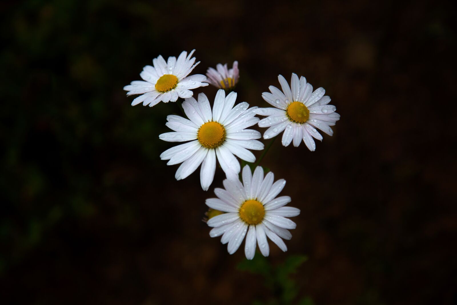 Canon EF 24-105mm F4L IS USM sample photo. Gujeolcho, autumn, wildflower photography