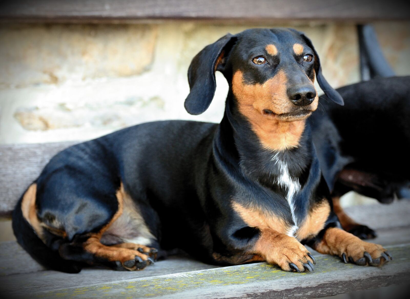 Nikon D610 sample photo. Dog, dachshund, pet photography
