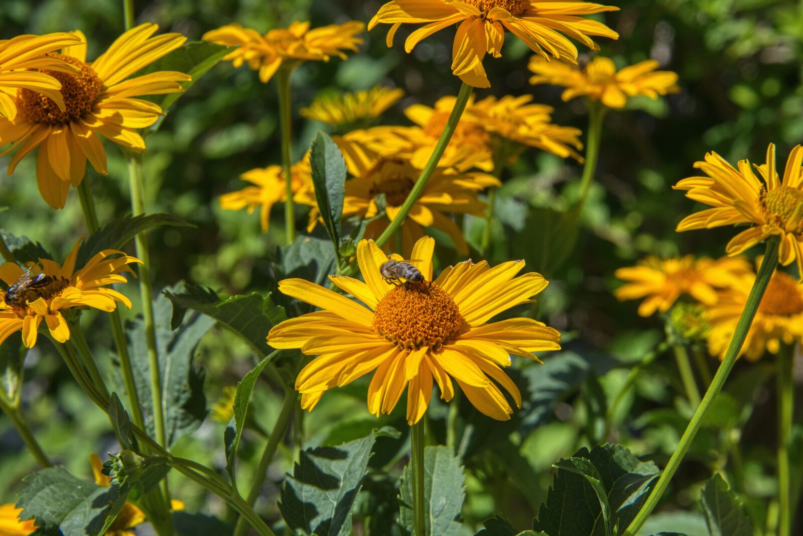 Nikon D850 sample photo. Yellow marguerites, flower, garden photography