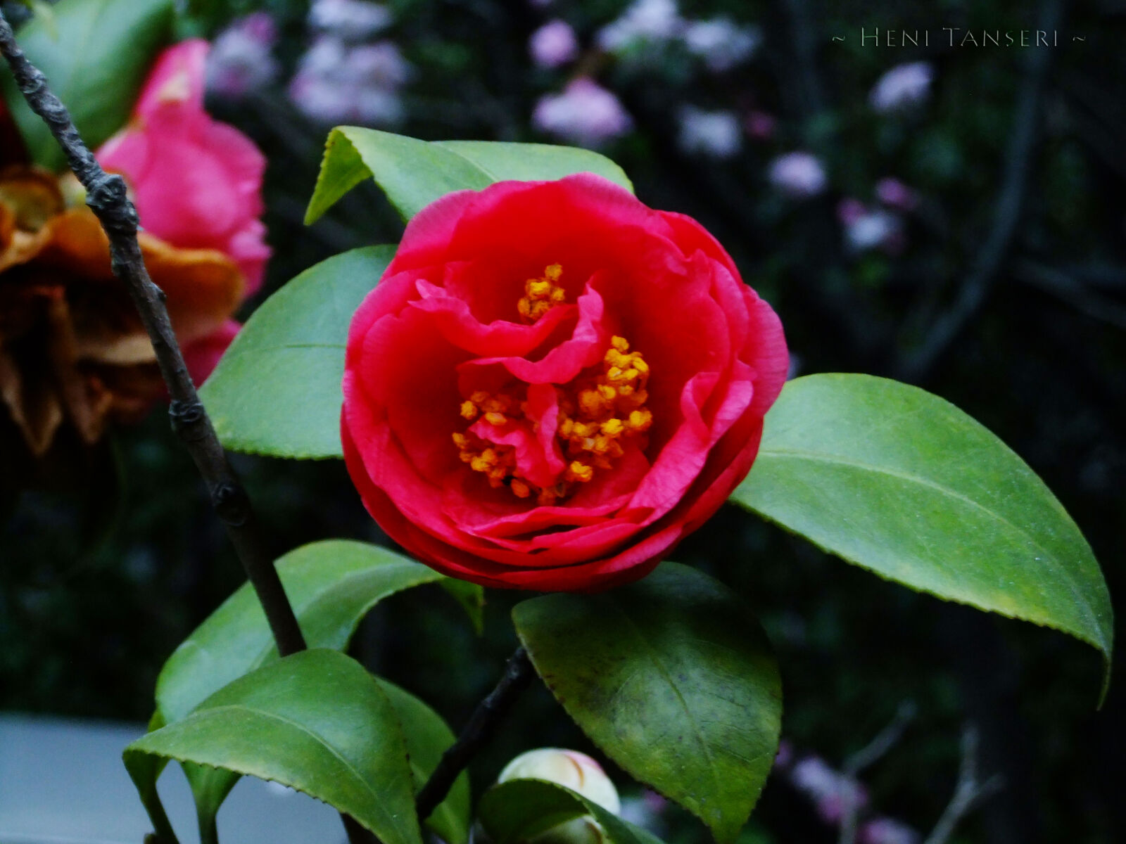 FujiFilm FinePix F70EXR (FinePix F75EXR) sample photo. Flowers photography