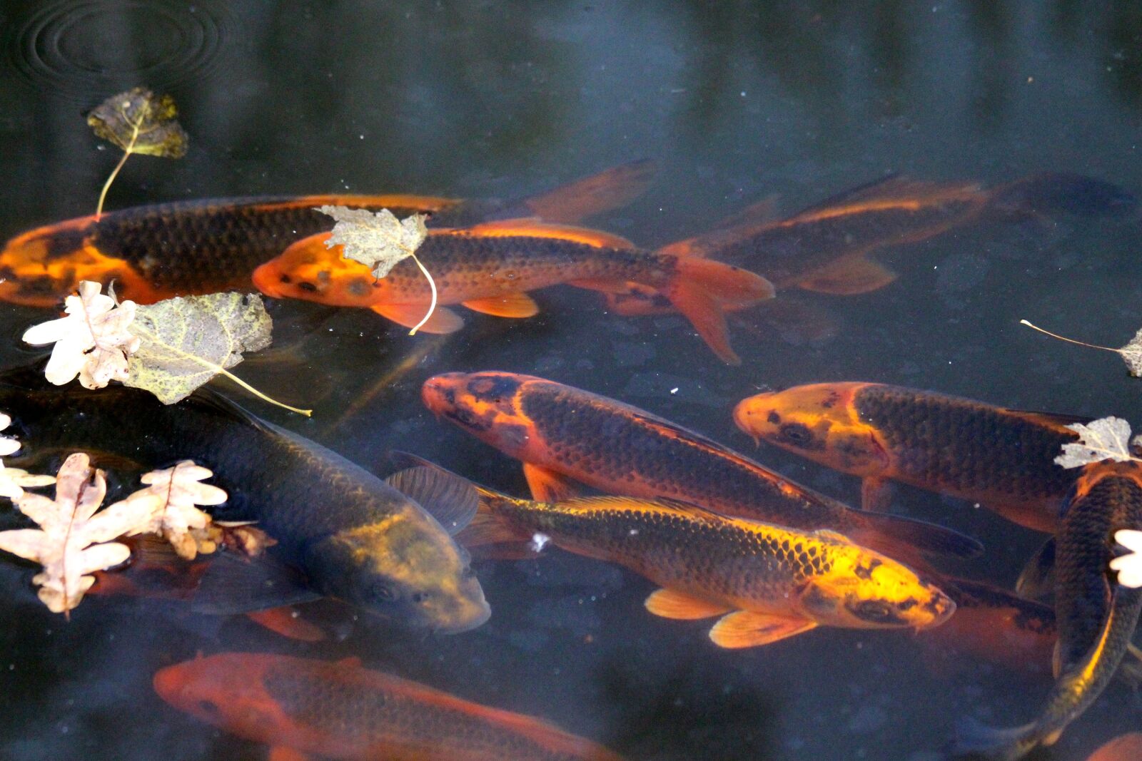 Canon EOS 650D (EOS Rebel T4i / EOS Kiss X6i) sample photo. Koi, carp, koi carps photography