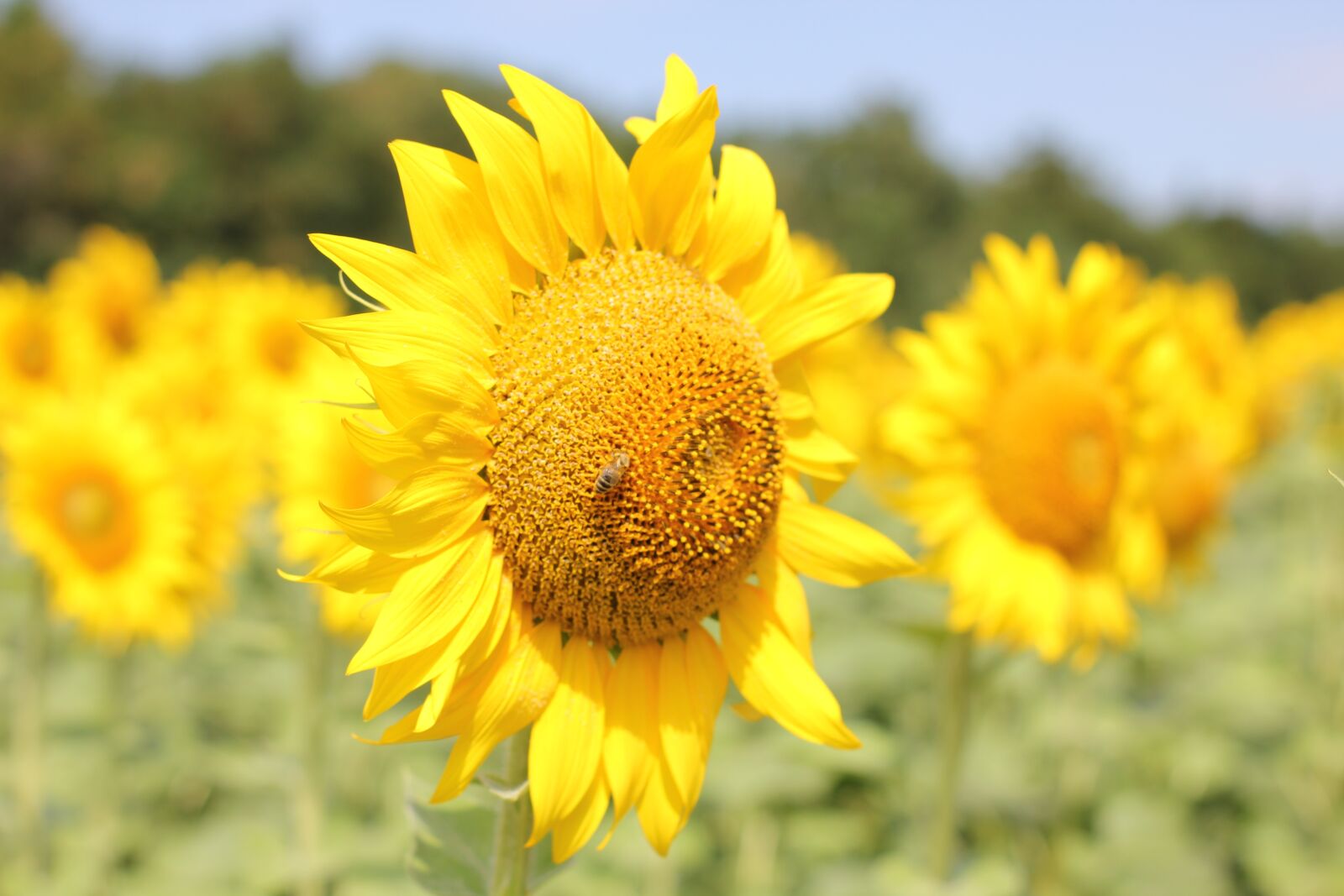Canon EOS 550D (EOS Rebel T2i / EOS Kiss X4) sample photo. Sunflower, flower, bloom photography