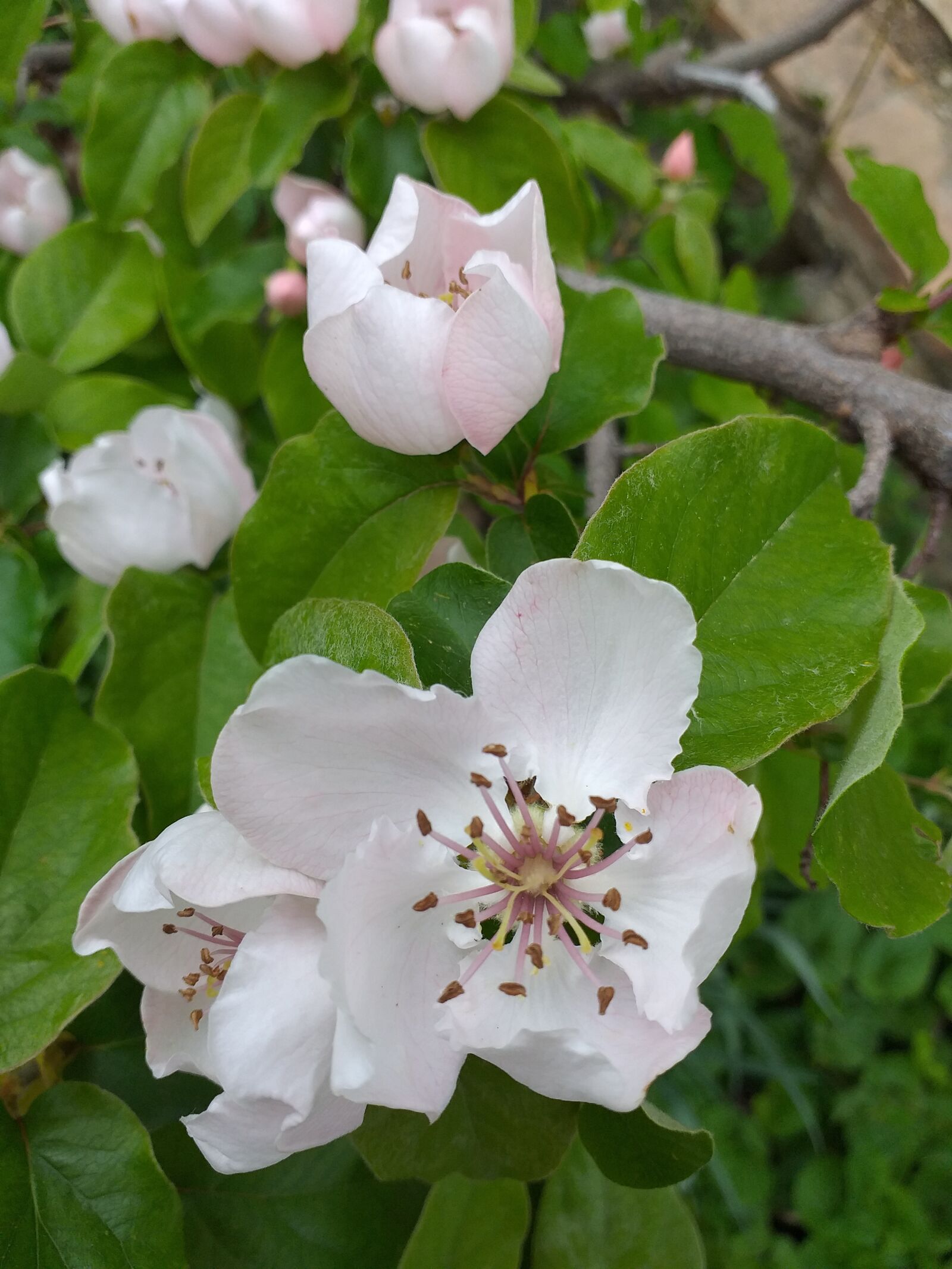 Samsung Galaxy J6+ sample photo. Flower, quince, march photography