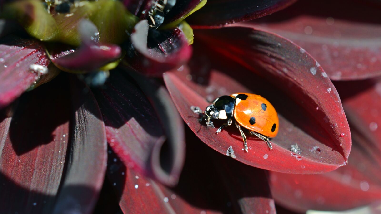 Nikon D5200 sample photo. Dahlia, ladybug, insect photography
