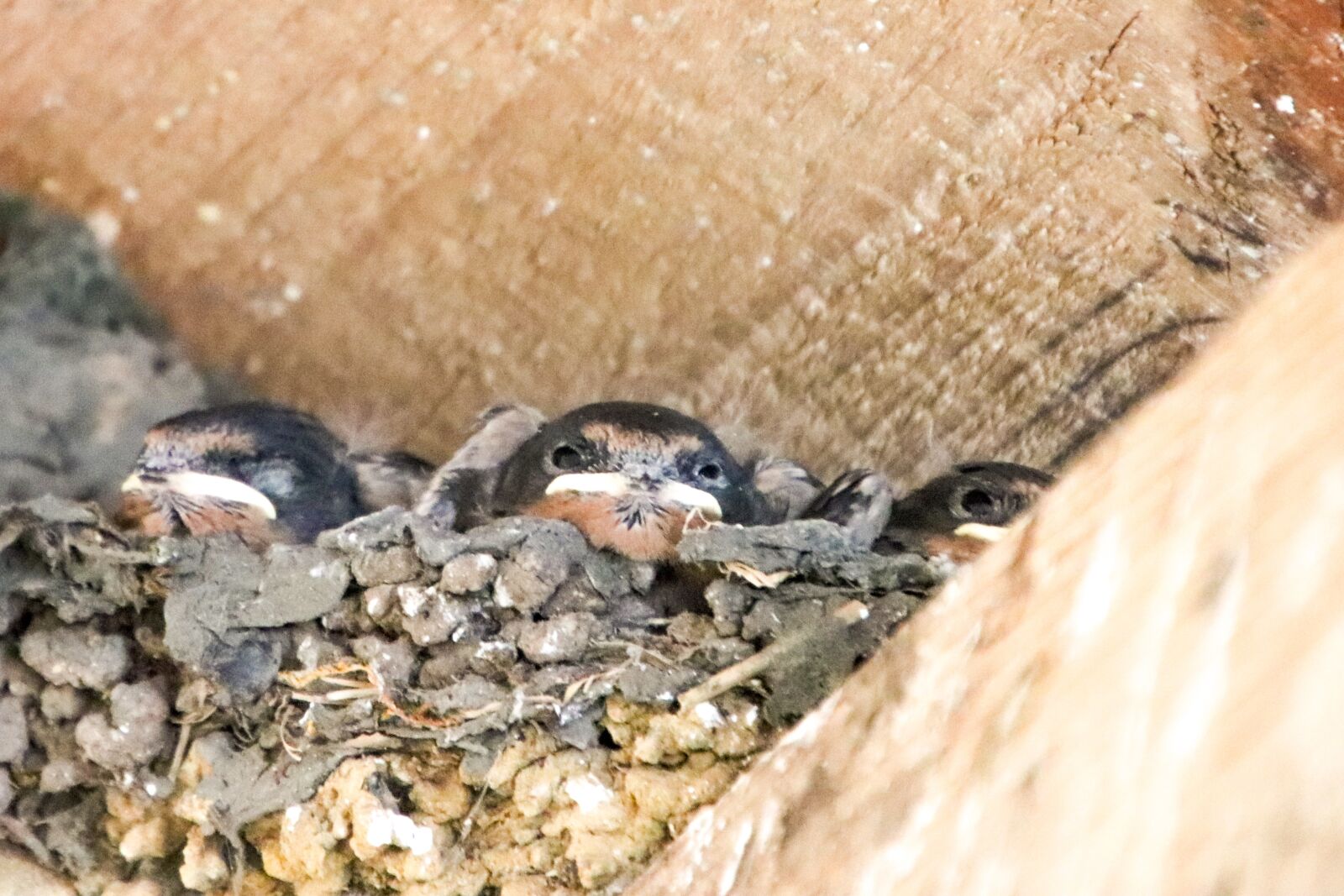 Canon EOS 800D (EOS Rebel T7i / EOS Kiss X9i) sample photo. Swallow, baby swallow, baby photography