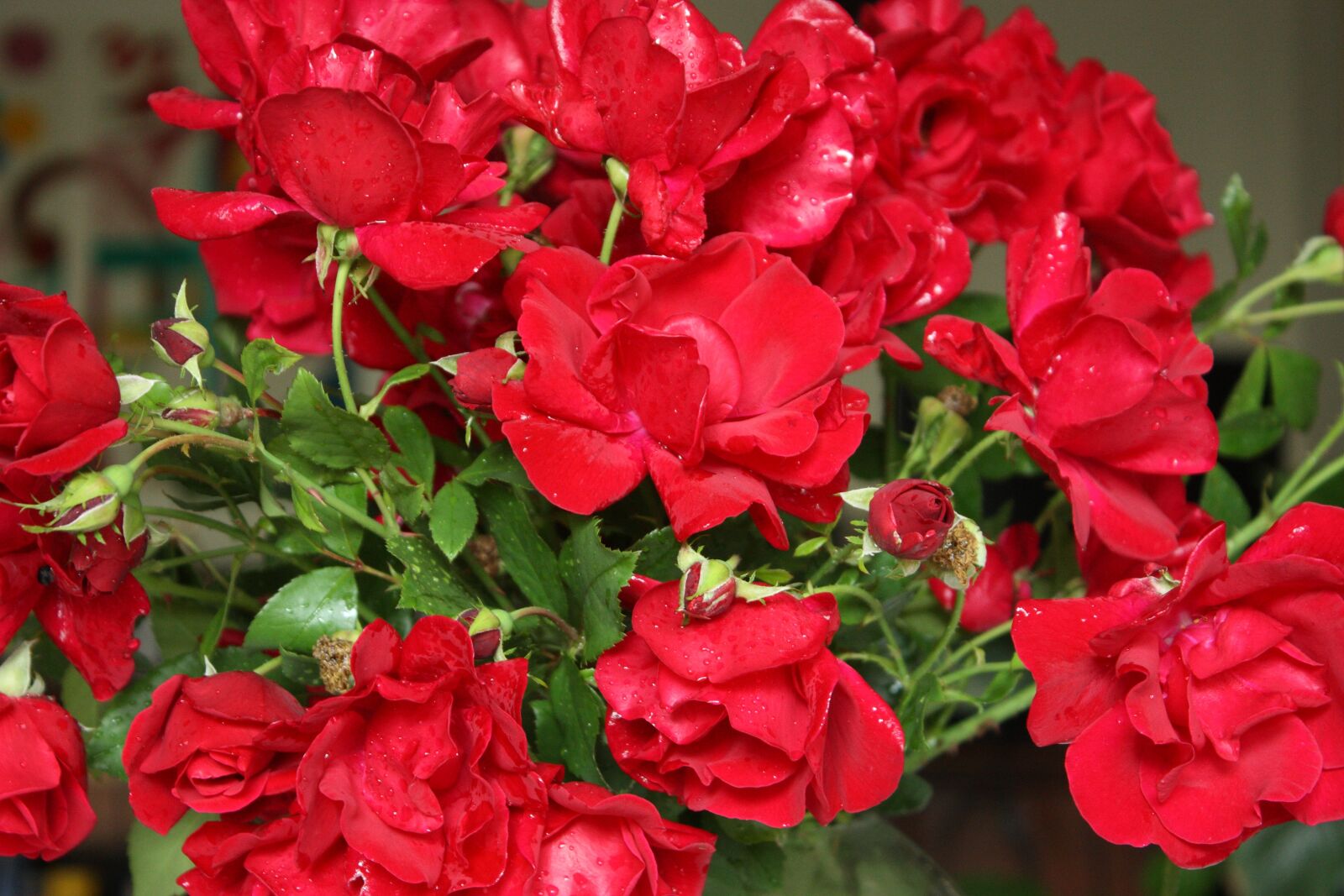 Canon EOS 450D (EOS Rebel XSi / EOS Kiss X2) sample photo. Roses, red, strauss photography