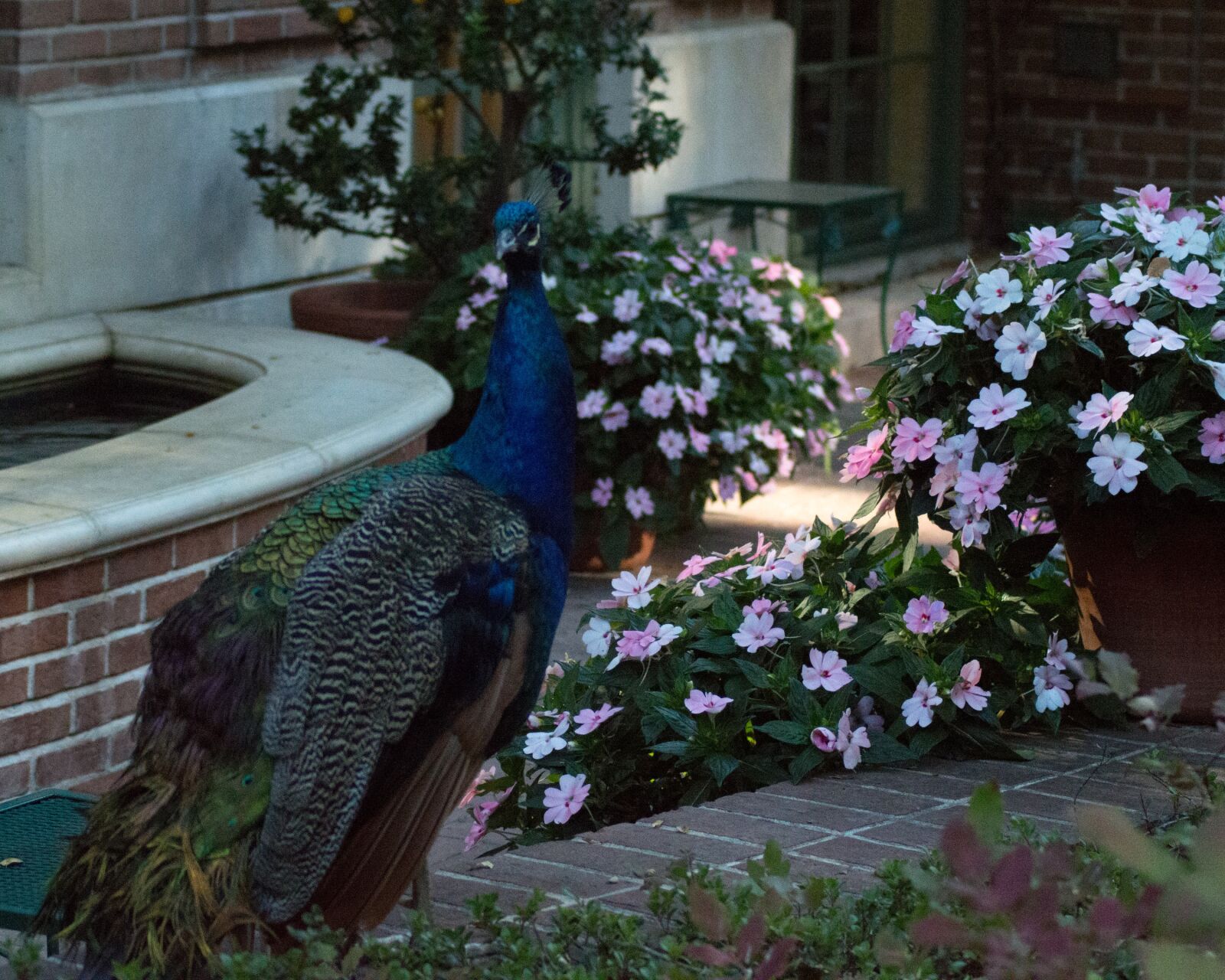 Nikon D3200 sample photo. Peacock, filoli, flowers photography