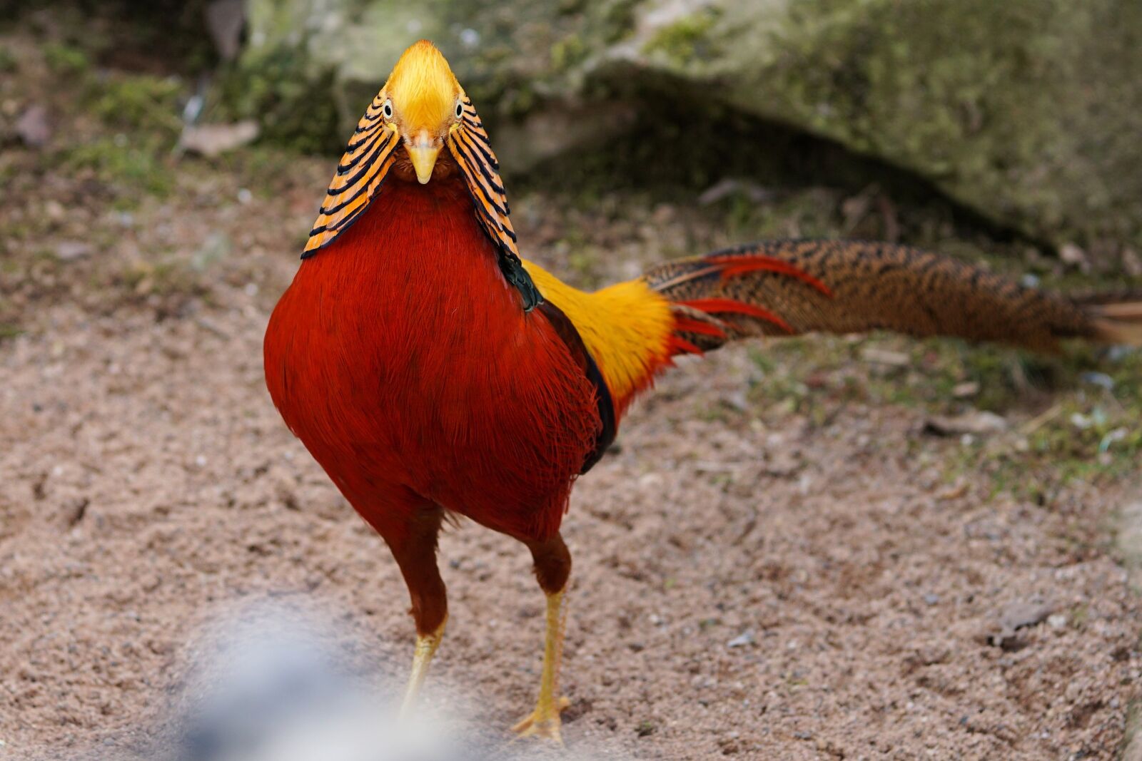 Sony a6000 + E 60mm F2.8 sample photo. Pheasant, goldfasan, bird photography