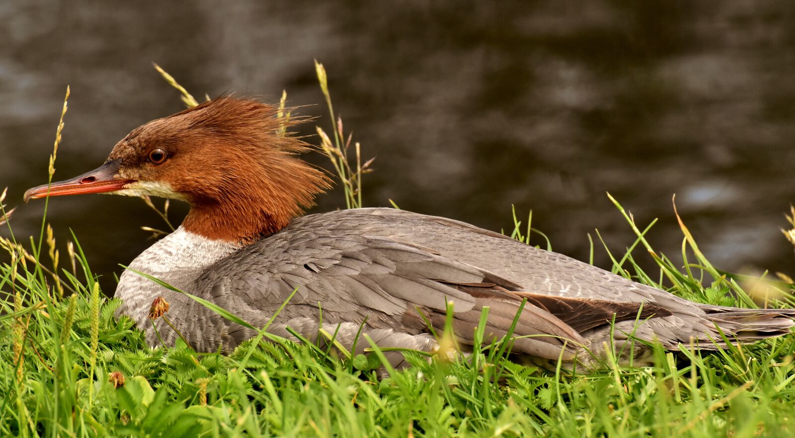 Nikon D7200 sample photo. Merganser, mergus merganser, duck photography