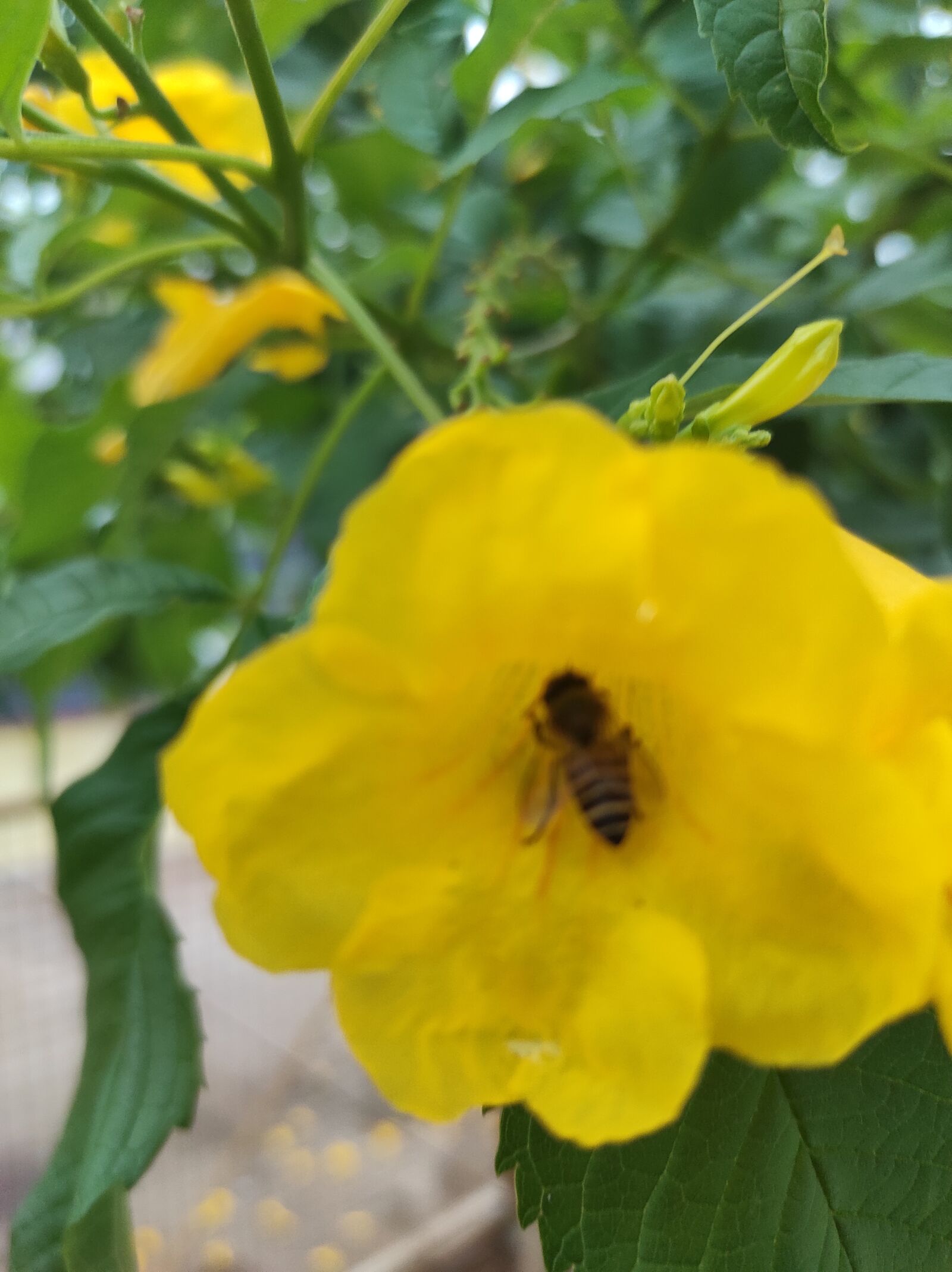 Xiaomi Redmi Note 9 Pro Max sample photo. Bee, honeybee, nector collection photography