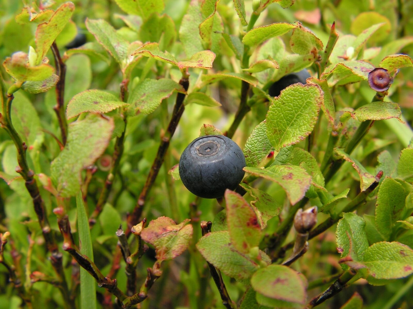 KONICA MINOLTA DiMAGE Z10 sample photo. Fruit, nature, eating photography