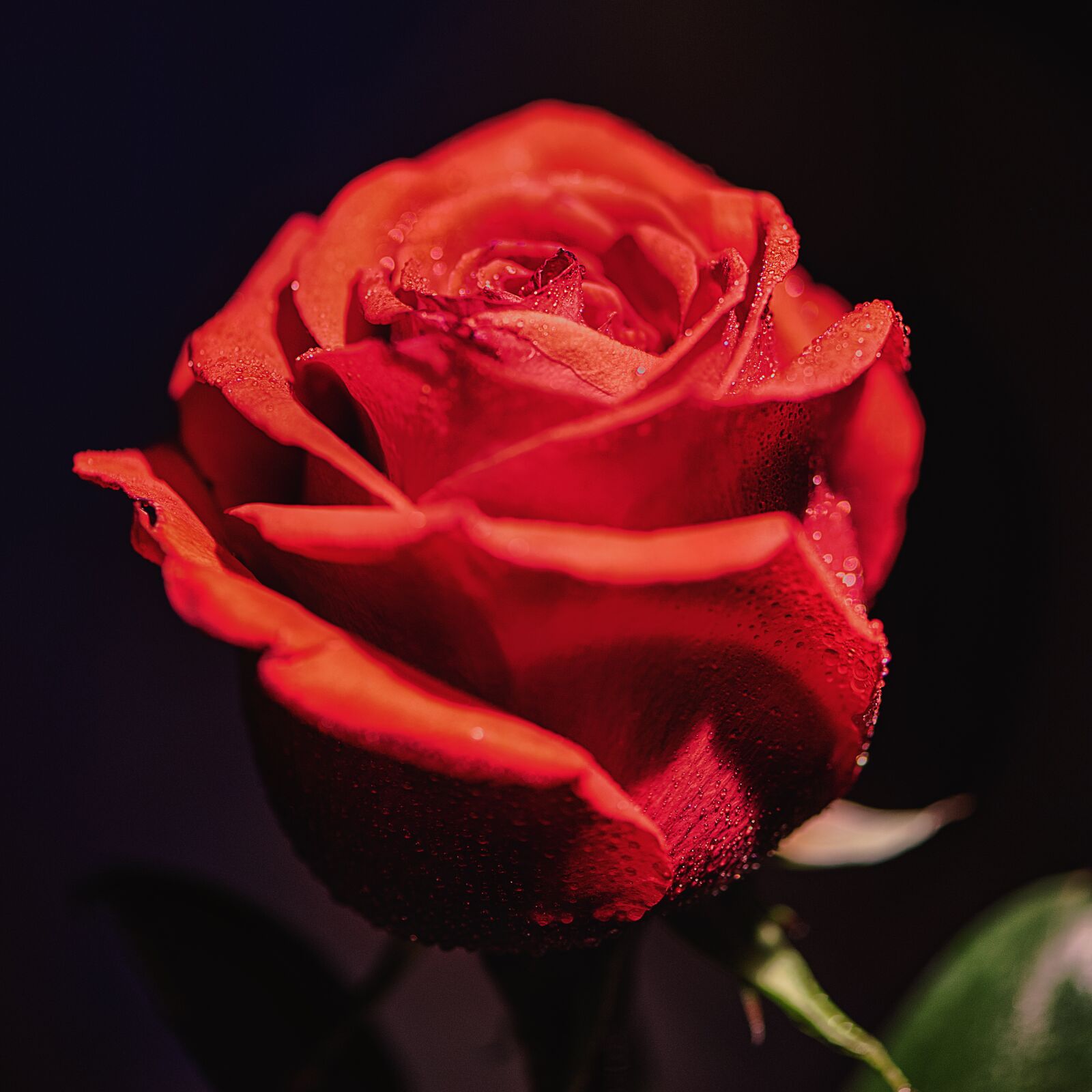 Nikon D750 sample photo. Rose, flower, red photography