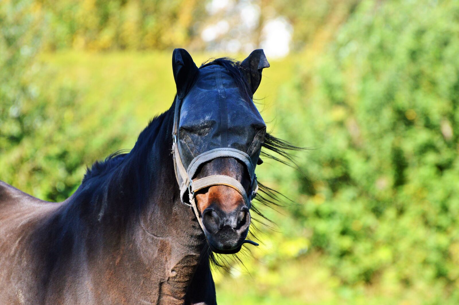 Nikon D3200 sample photo. Horse, flying hat, fly photography