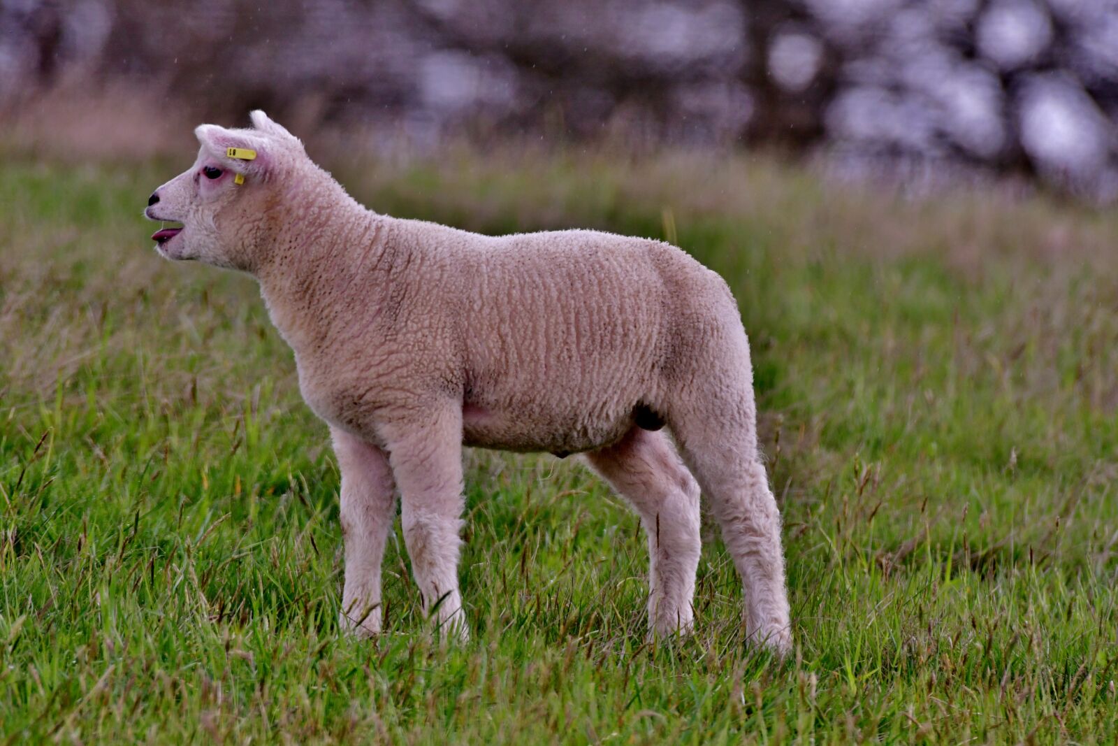 Nikon D500 sample photo. Lamb, mammal, bellow photography