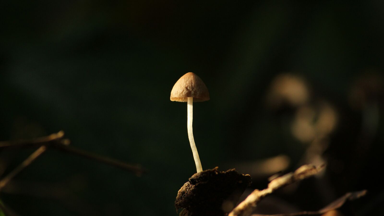 Canon EOS 1300D (EOS Rebel T6 / EOS Kiss X80) sample photo. Mushroom, kerala, india photography