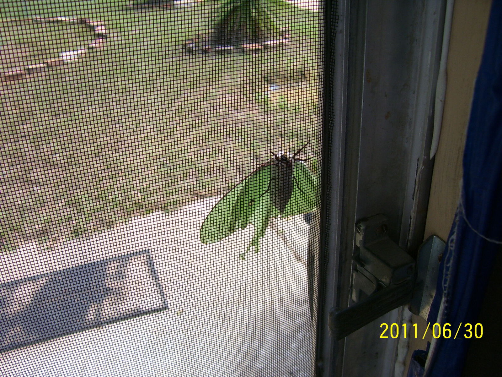 Kodak C340 ZOOM DIGITAL CAMERA sample photo. Animal, green, insect, luna photography