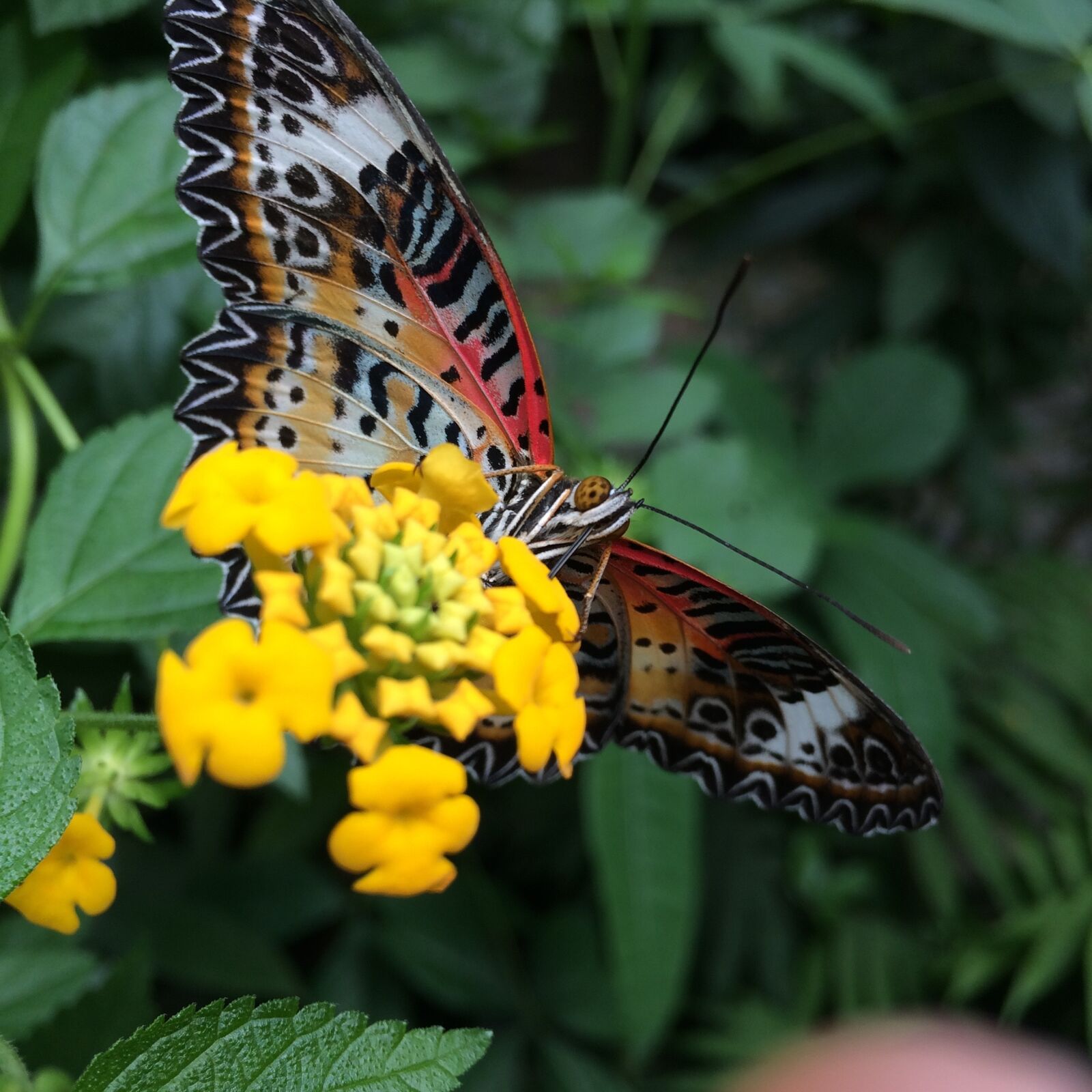 iPhone 5s back camera 4.15mm f/2.2 sample photo. Butterfly, flower, nature photography