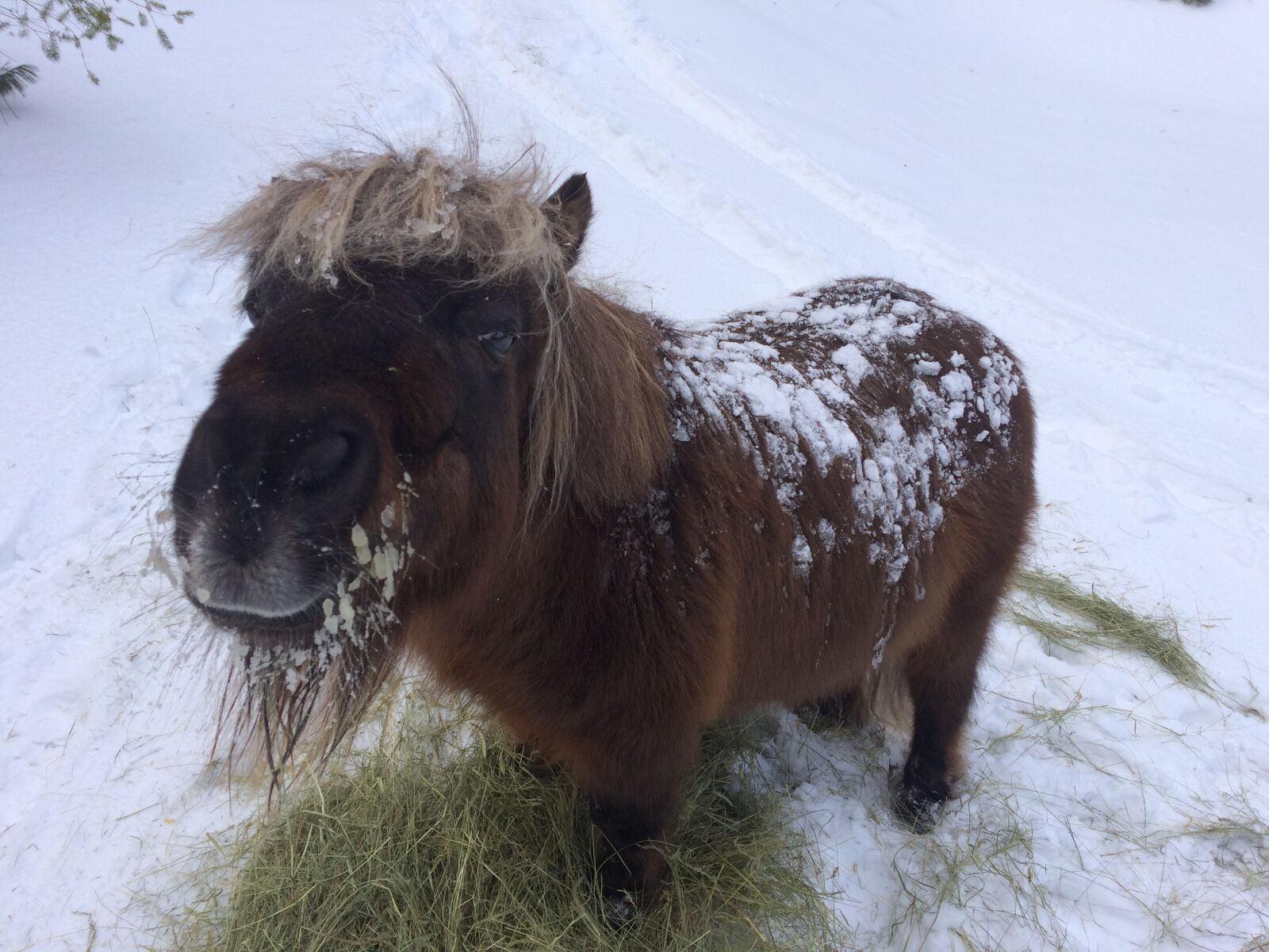iPhone 5s back camera 4.15mm f/2.2 sample photo. Our, mini, horse photography