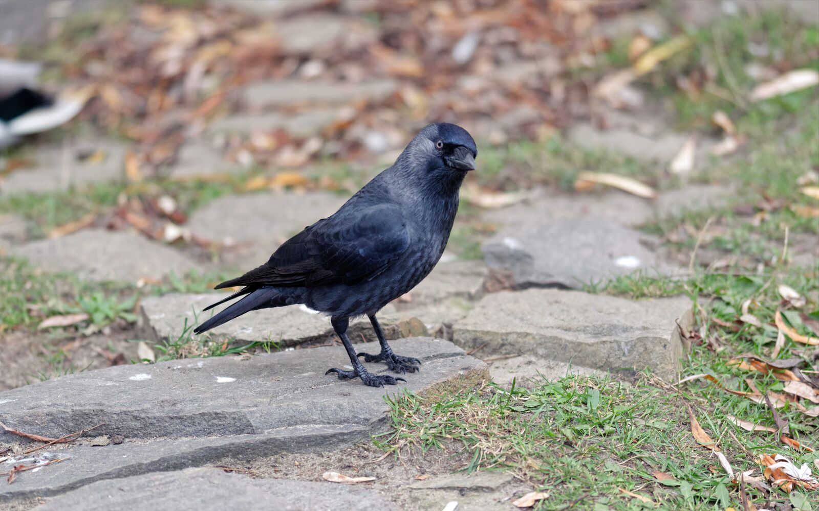 Nikon D5100 sample photo. Crow, bird, small photography