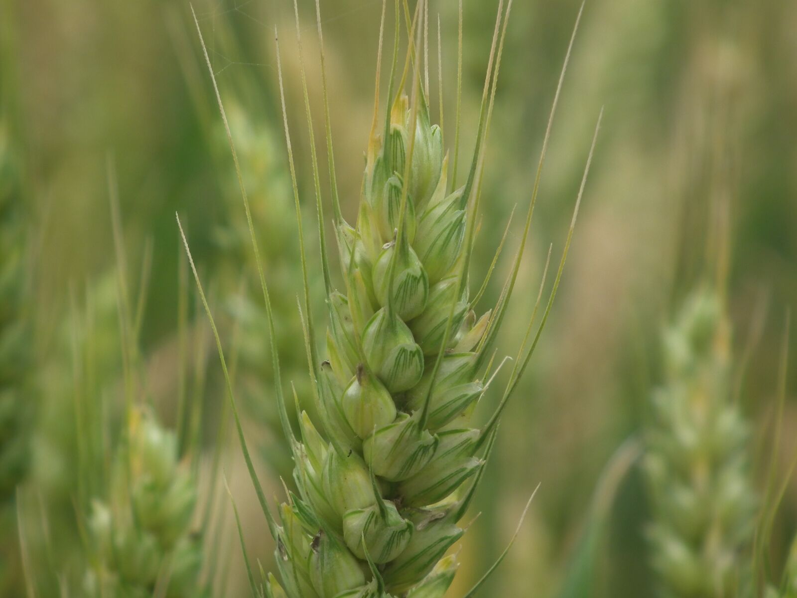 FujiFilm FinePix HS10 (FinePix HS11) sample photo. Wheat, close-up, plant photography