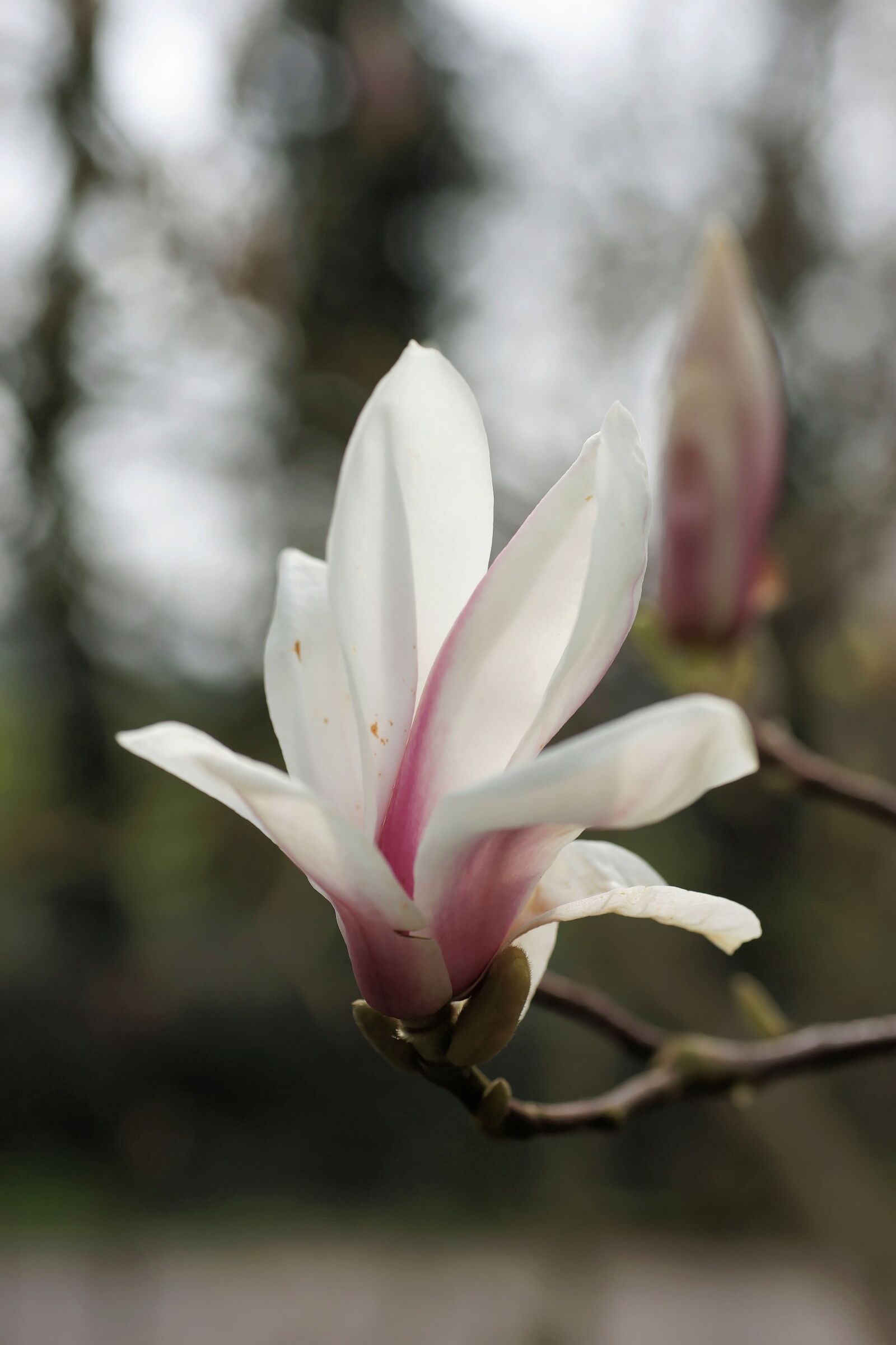 Sony a99 II sample photo. Magnolia, tulip magnolia, nature photography