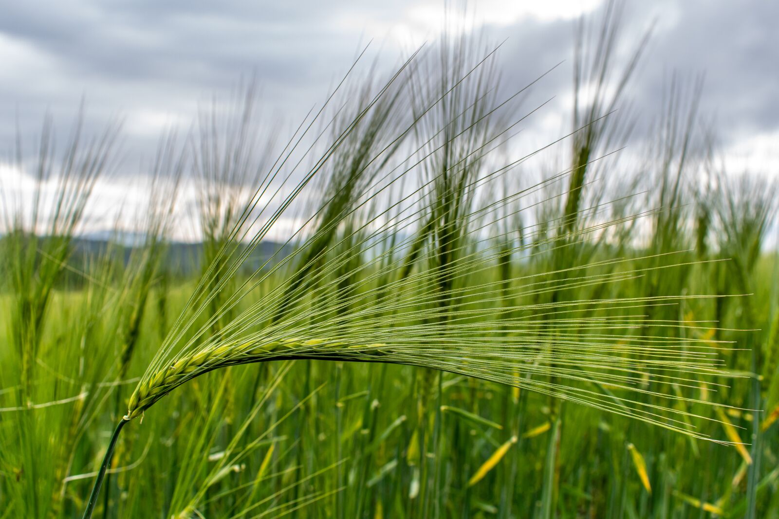 Nikon D5300 sample photo. Cereals, ear, field photography
