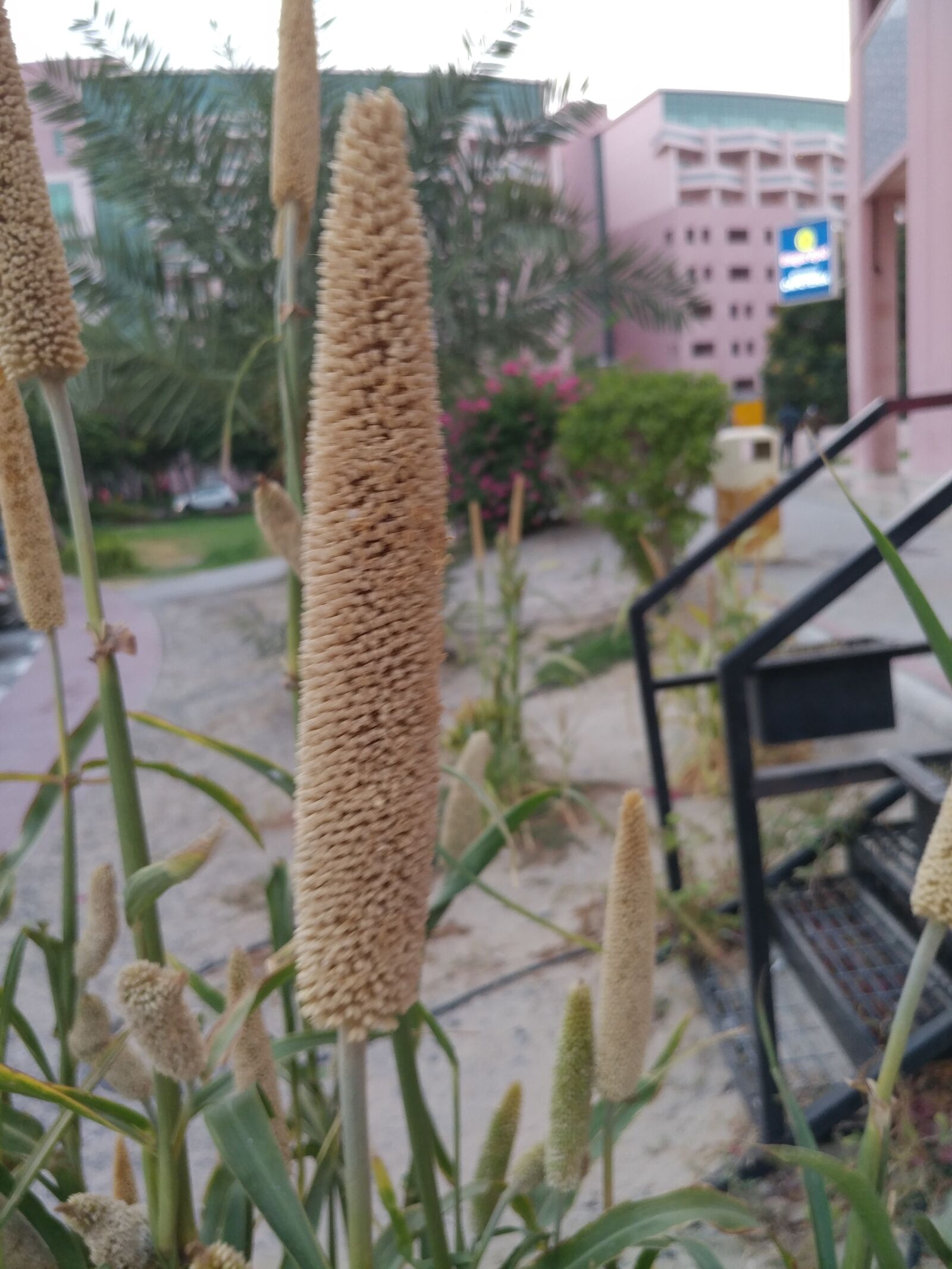 LG V20 sample photo. Millet, grains, sorghum photography