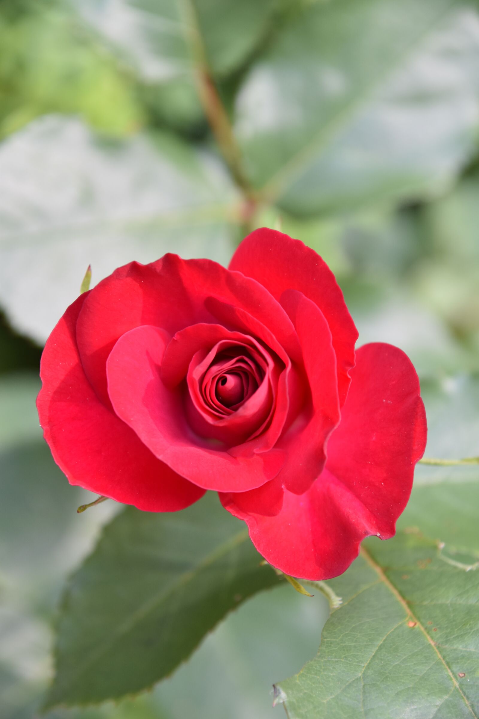 Nikon D5600 sample photo. Pink, garden, flower photography
