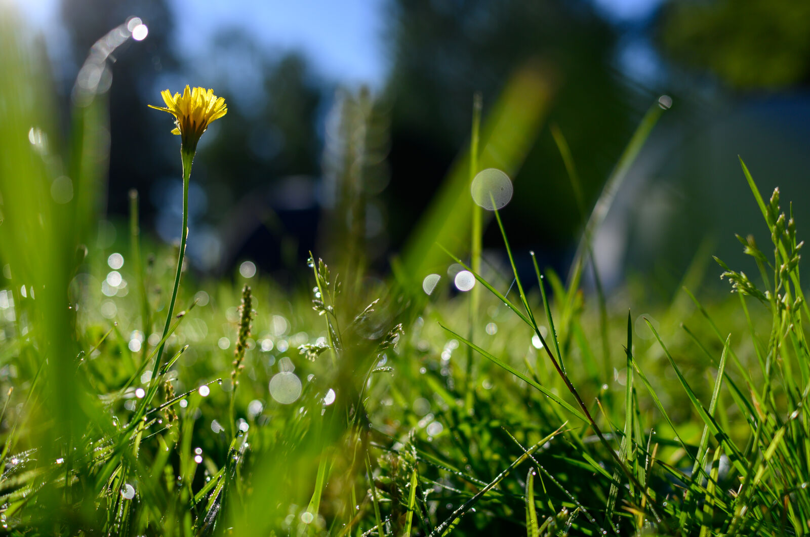 Nikon Nikkor Z 28mm F2.8 sample photo. The morning flower photography