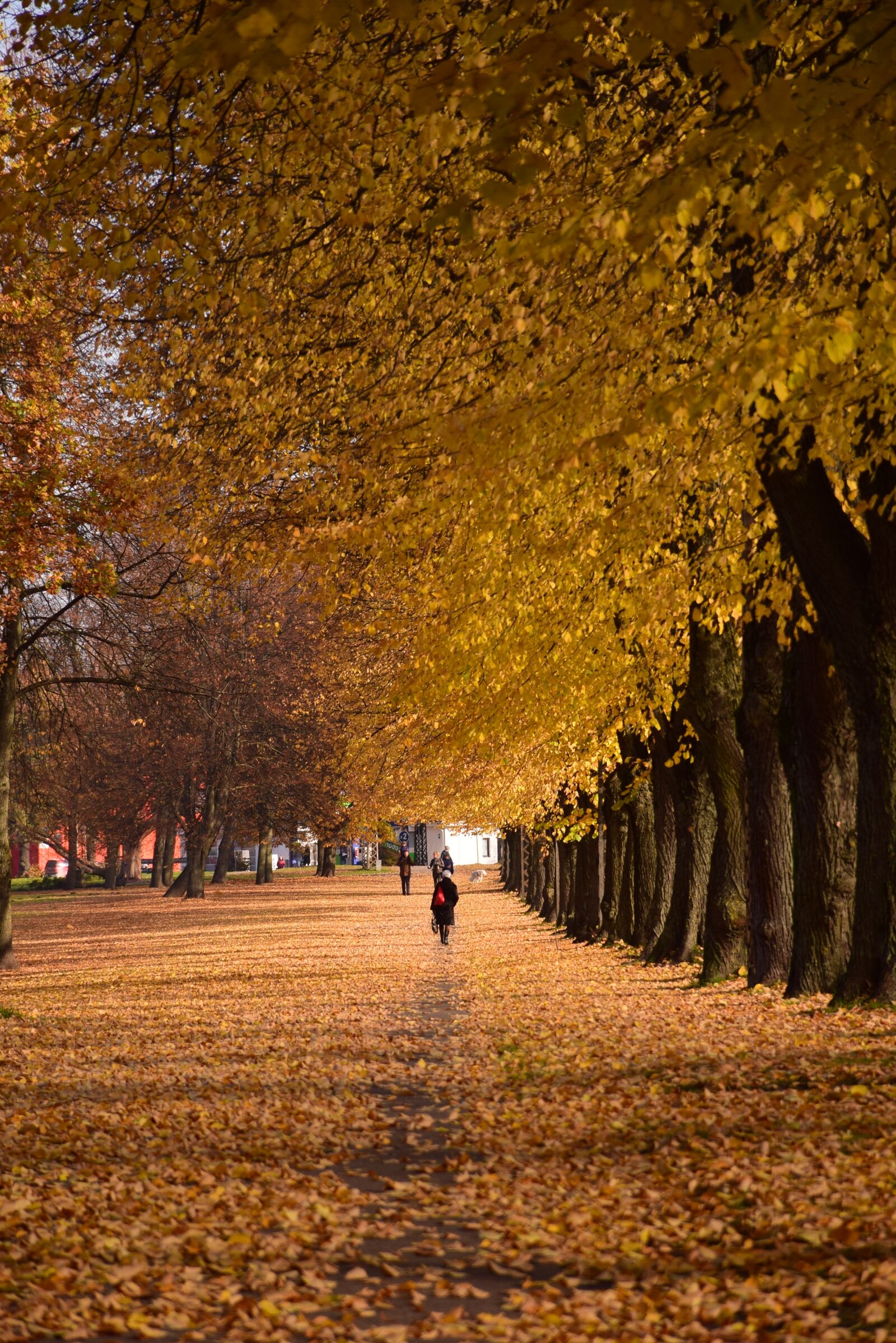 Nikon D5300 sample photo. Autumn, city park, fall photography
