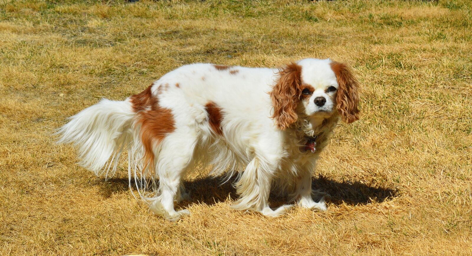 Nikon D3200 sample photo. Dog, cavalier king charles photography