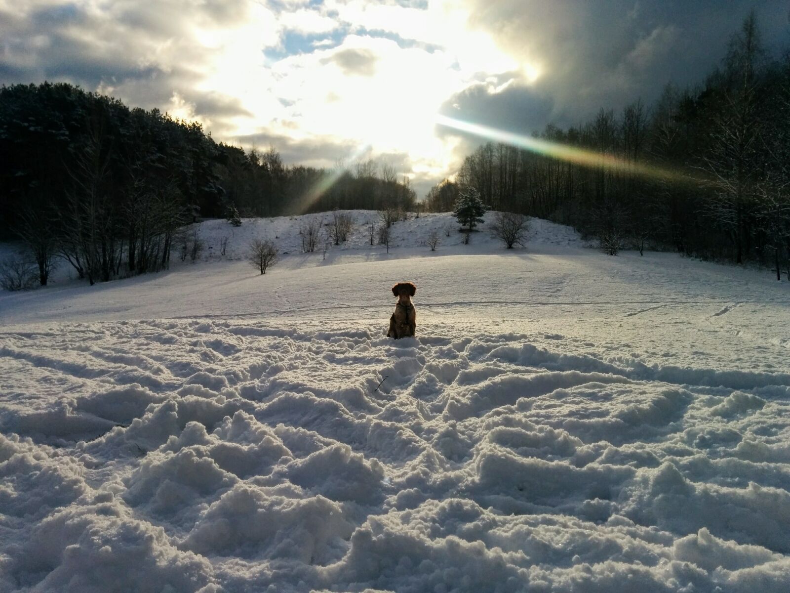 LG Nexus 5 sample photo. Winter, snow, dog photography