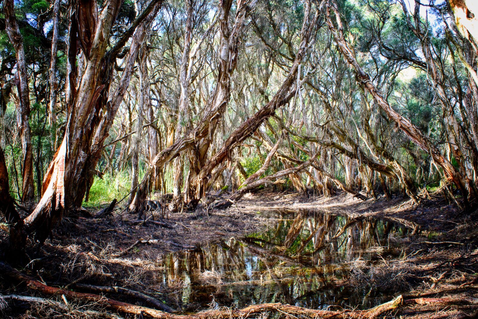 Nikon D3300 sample photo. Paperbarks, trees, moody photography
