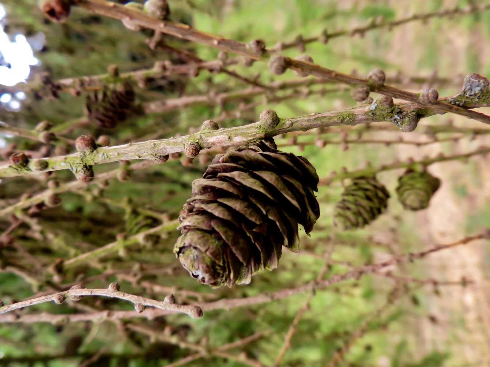Nikon Coolpix P520 sample photo. Pine cones, branches, pine photography