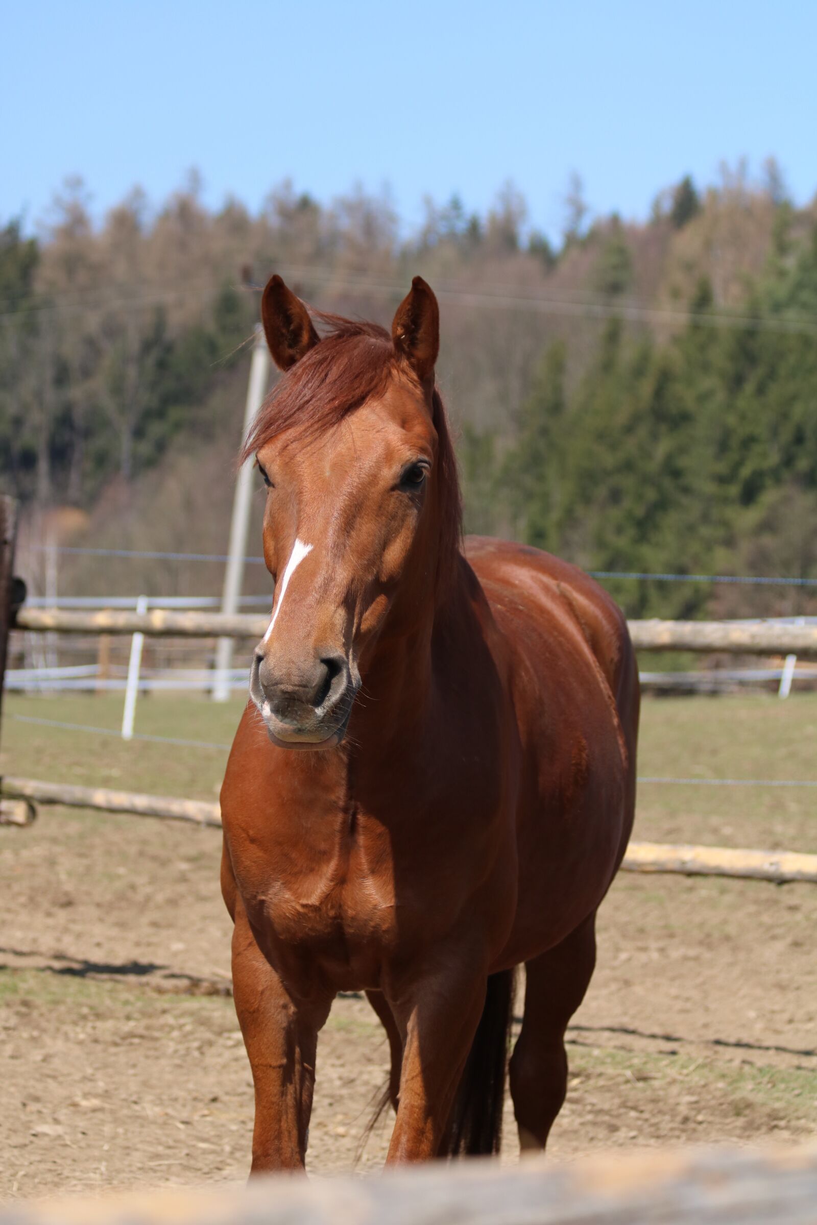 Canon EOS 750D (EOS Rebel T6i / EOS Kiss X8i) sample photo. Brown, horse, stable photography