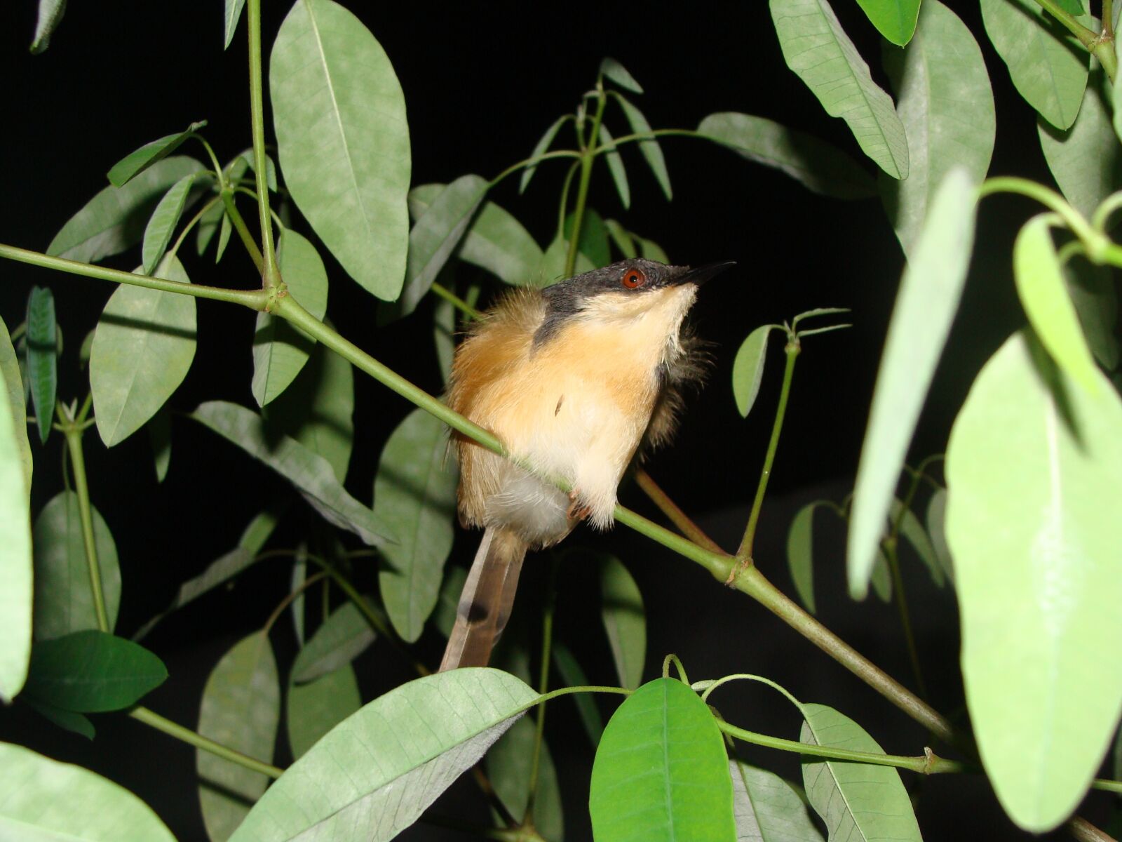 Sony Cyber-shot DSC-H10 sample photo. Bird, night shot, macro photography