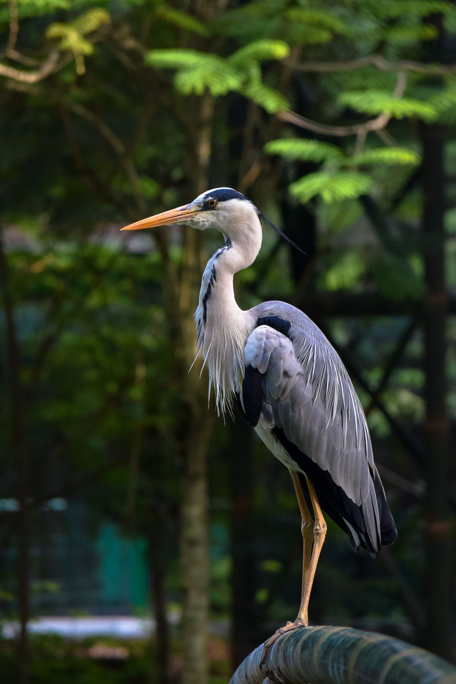 Nikon D5300 sample photo. Stork, bird, wildlife photography