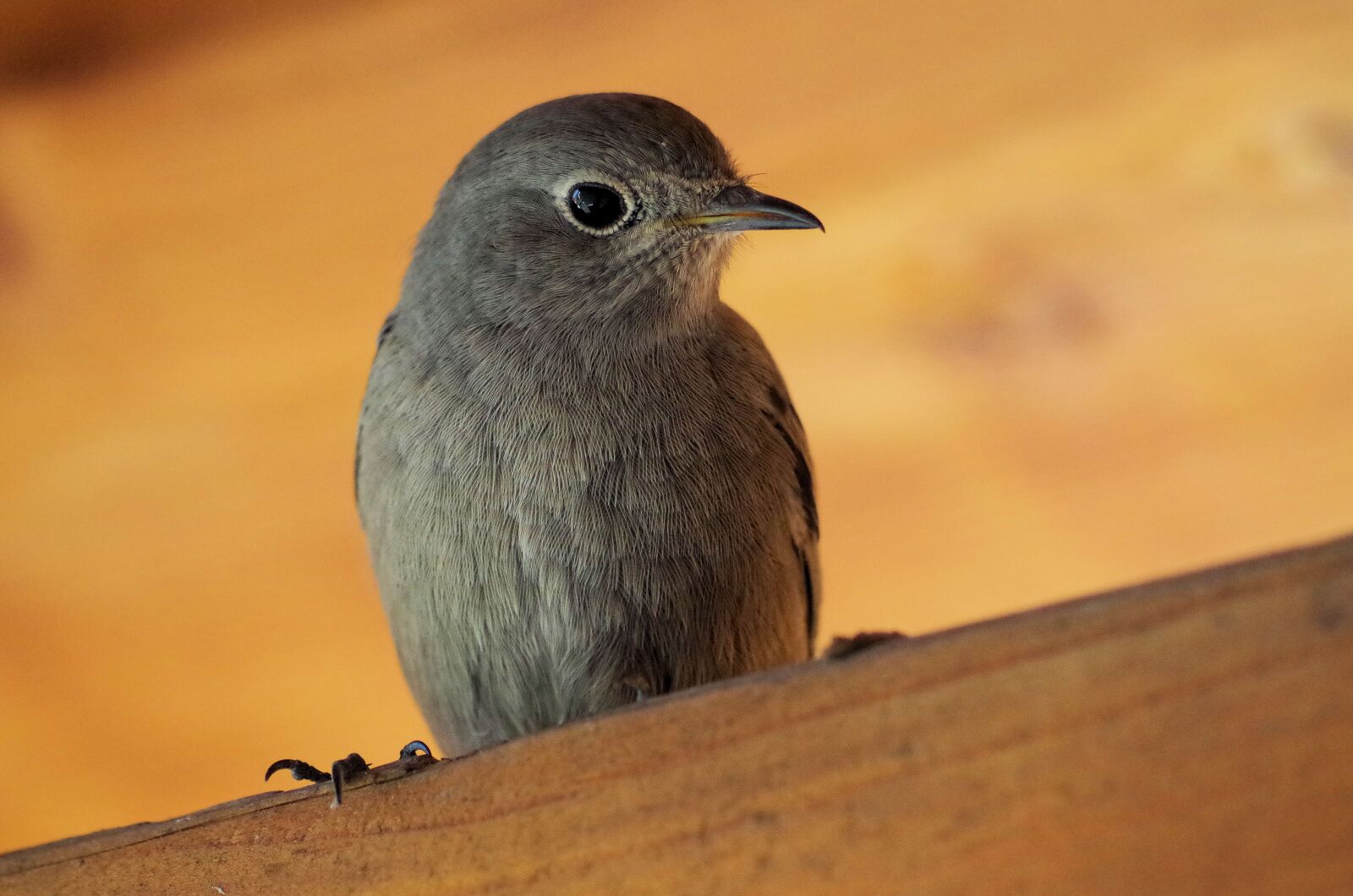 Pentax K-50 sample photo. Black redstart, bird, nature photography