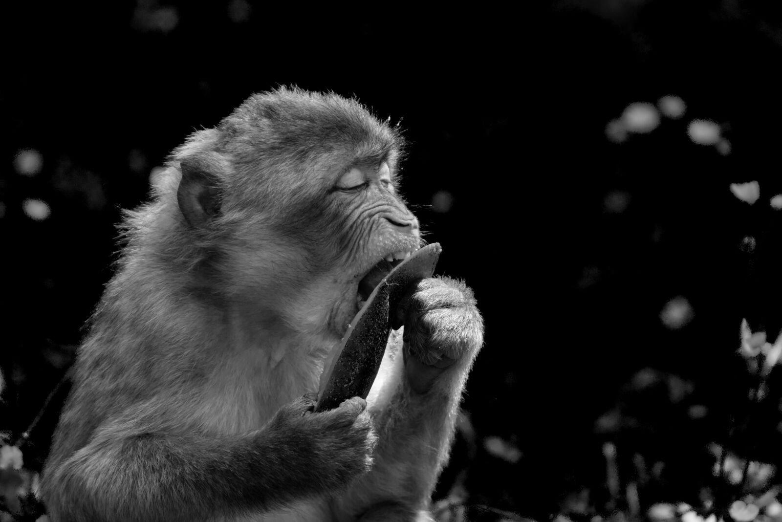Nikon D7200 sample photo. Barbary ape, endangered species photography