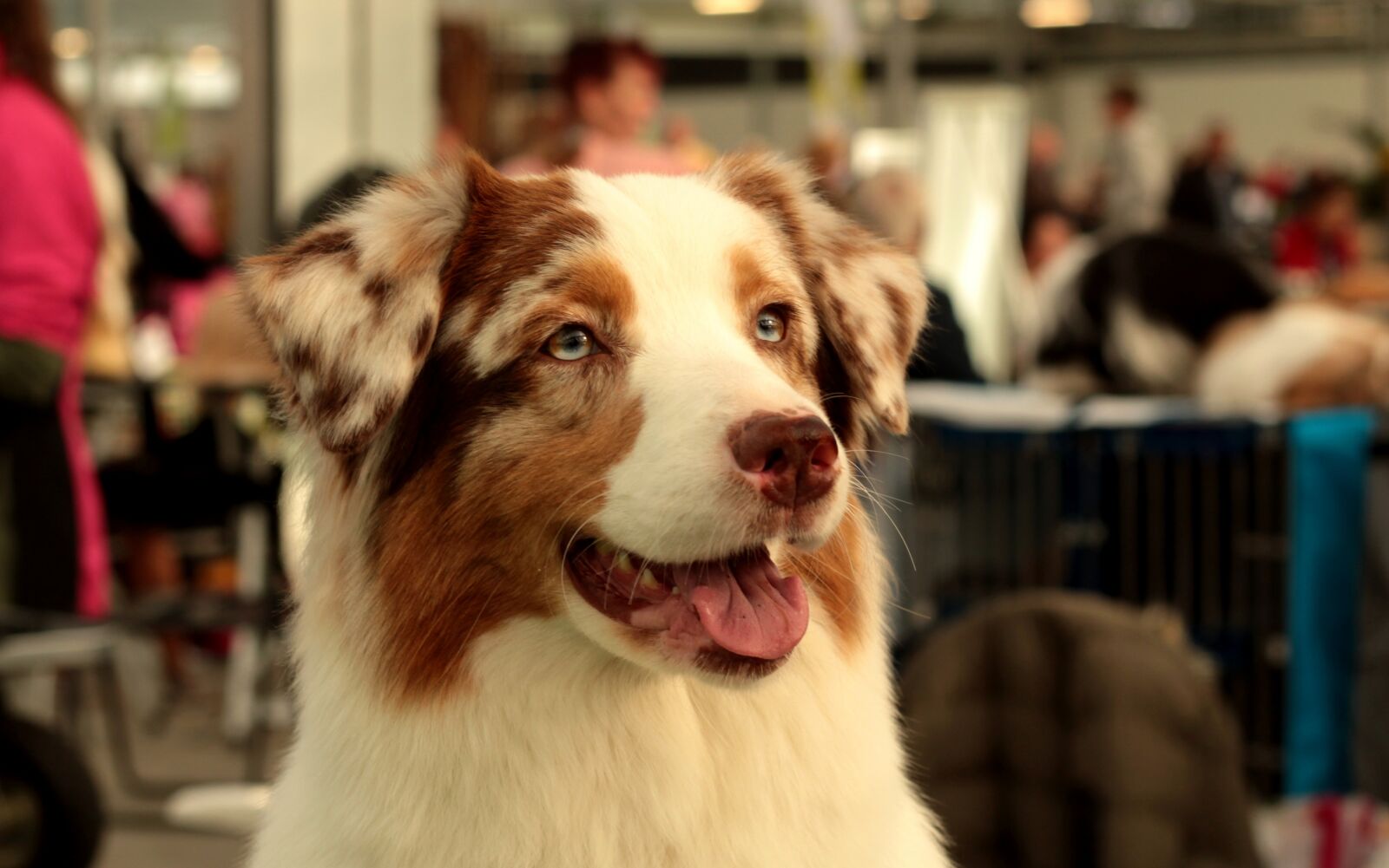Canon EOS 600D (Rebel EOS T3i / EOS Kiss X5) + Canon EF 50mm F1.8 STM sample photo. Australian shepherd, dog, pet photography