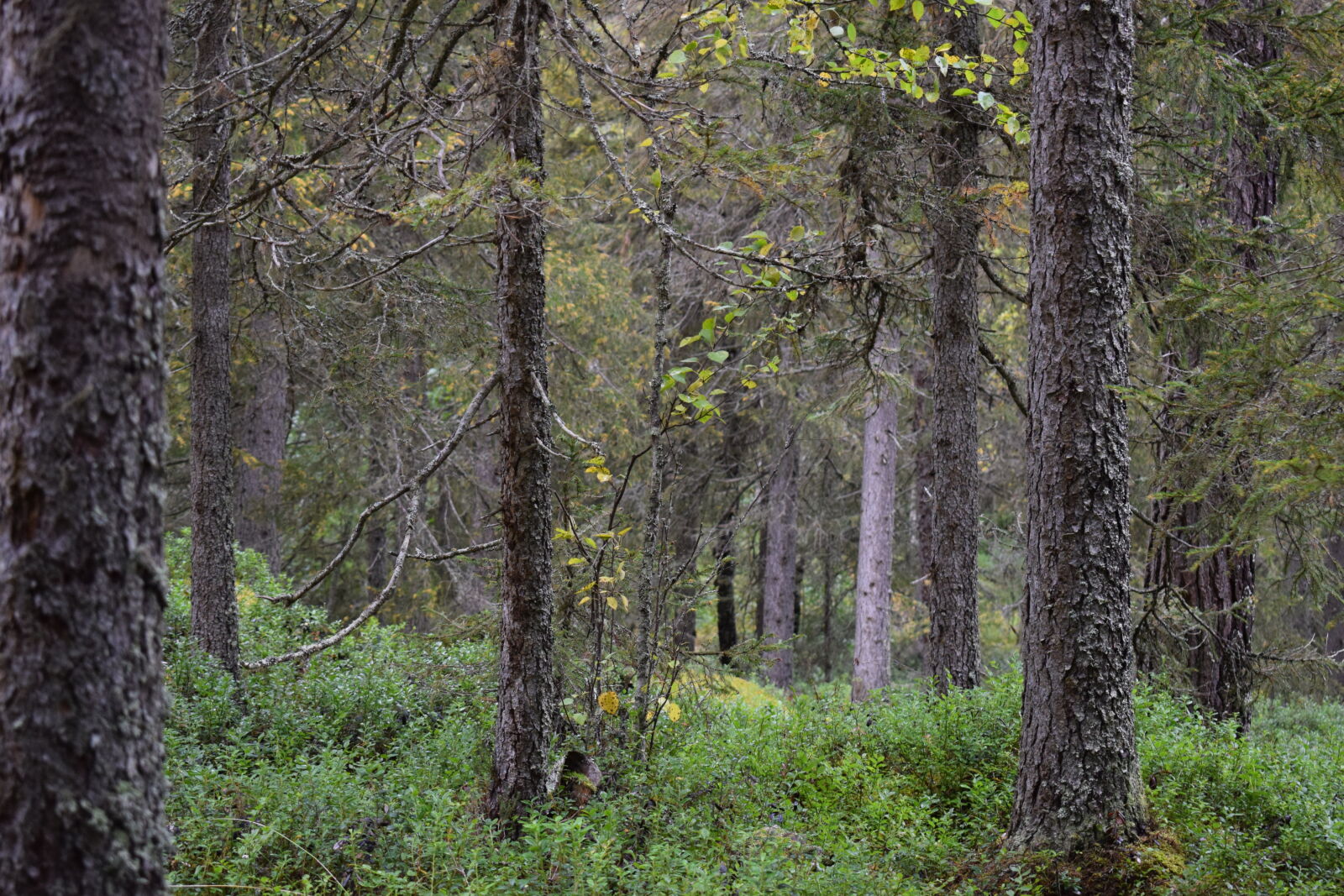 Nikon D3300 + Nikon AF-P DX Nikkor 18-55mm F3.5-5.6G sample photo. Finland, forest, pine photography