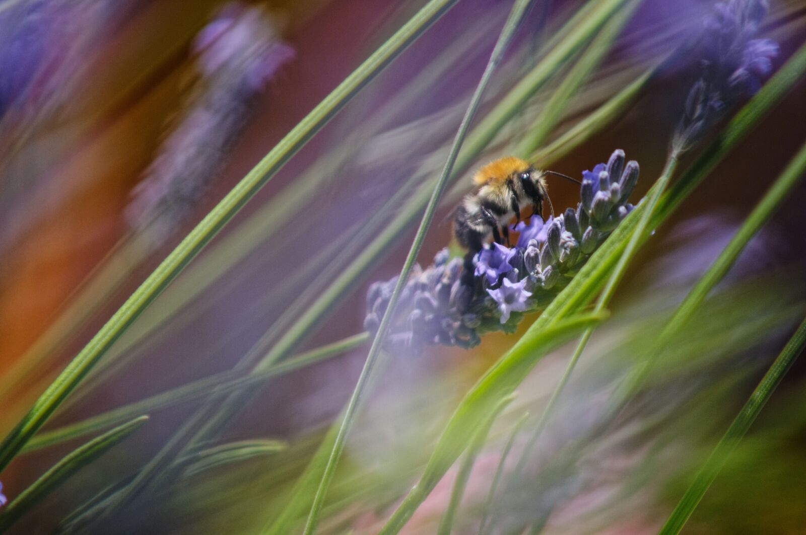 Sony SLT-A57 sample photo. Insect, lavender, grass photography