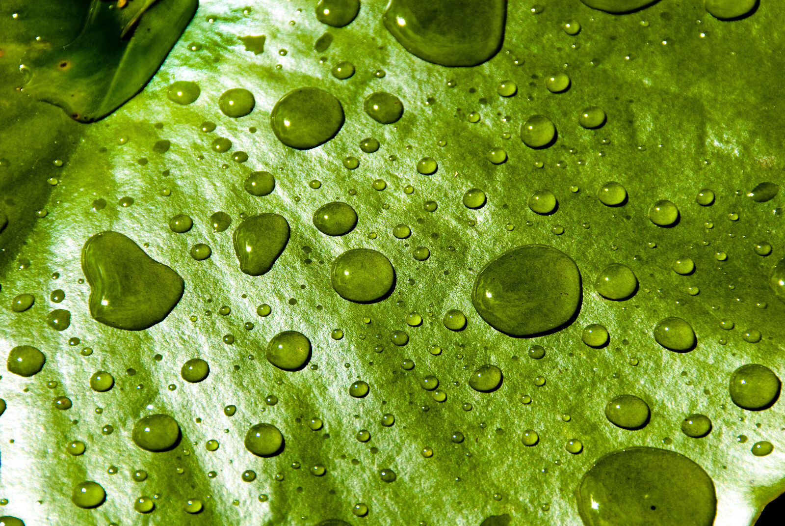 Nikon D200 sample photo. Close, up, droplet, green photography