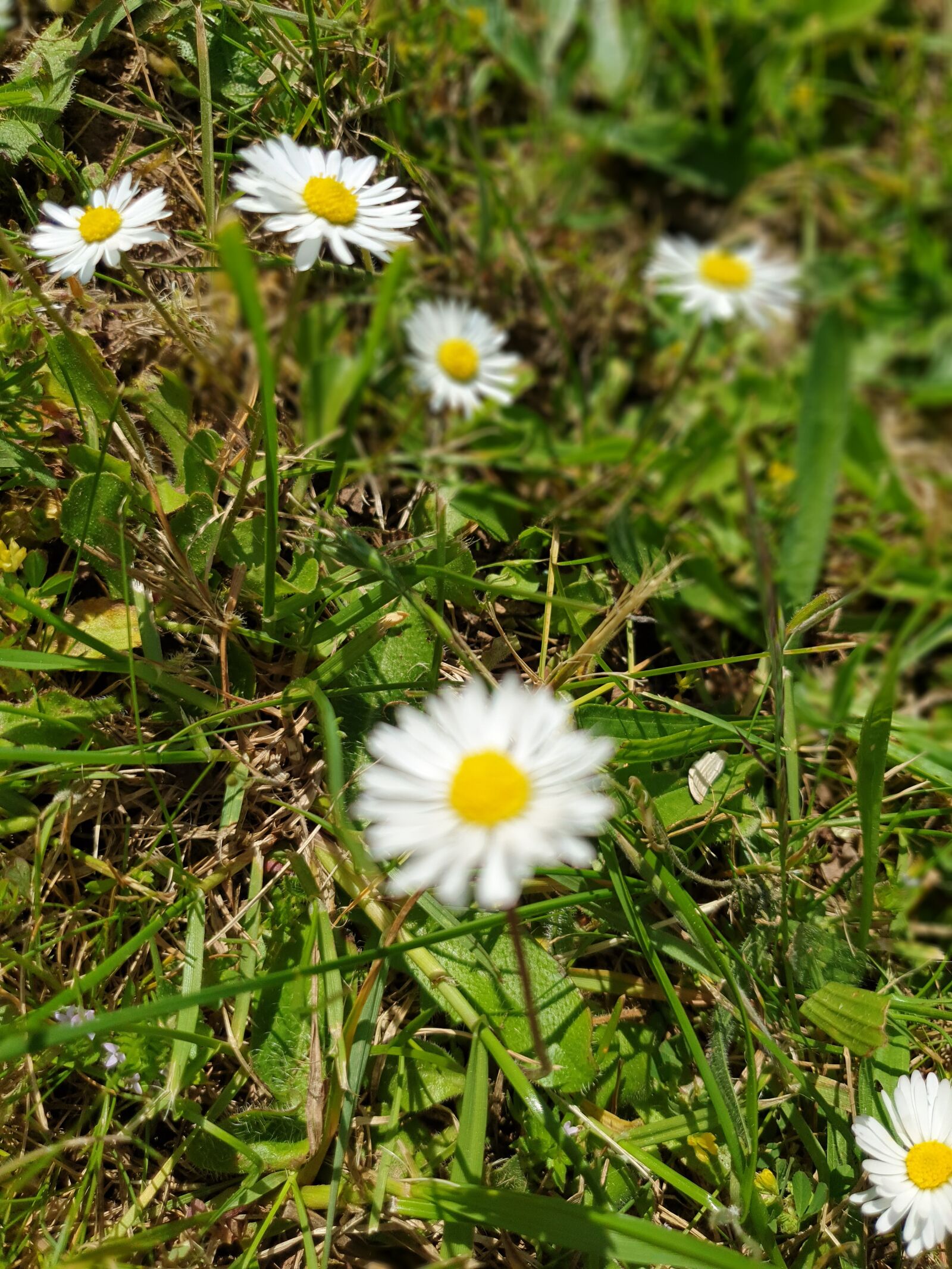 Samsung Galaxy S9 sample photo. Blumen, wiese, garten photography