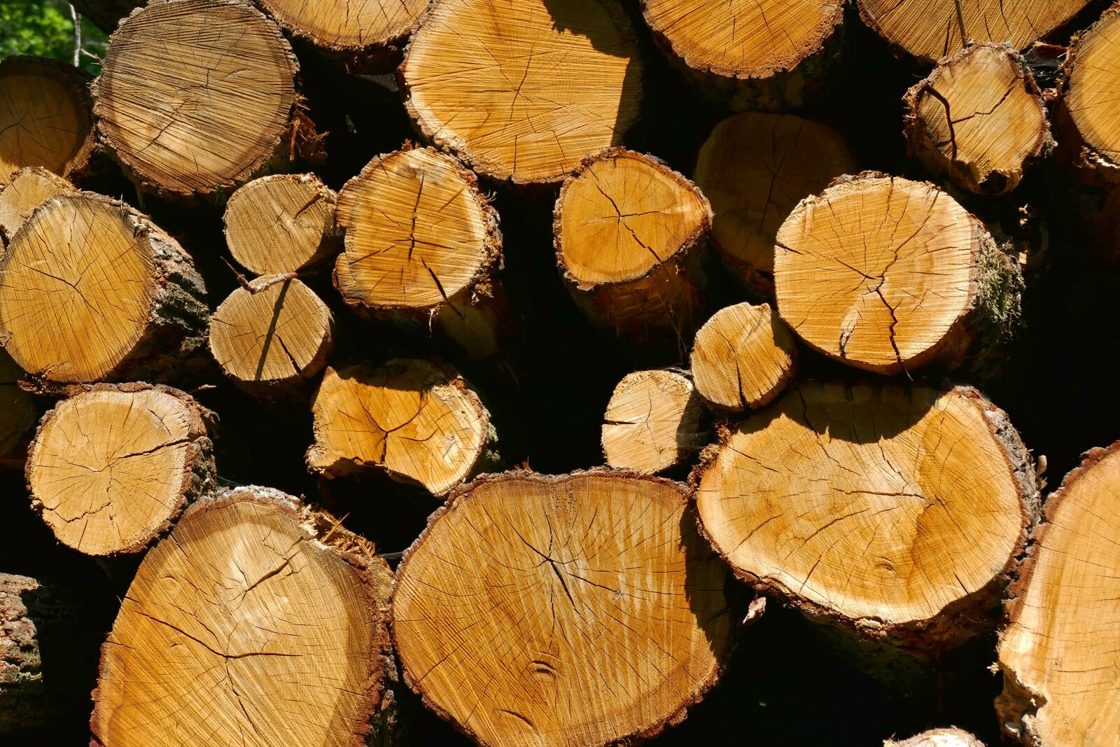 Panasonic Lumix DMC-FZ1000 sample photo. Wood, holzstapel, tree trunks photography