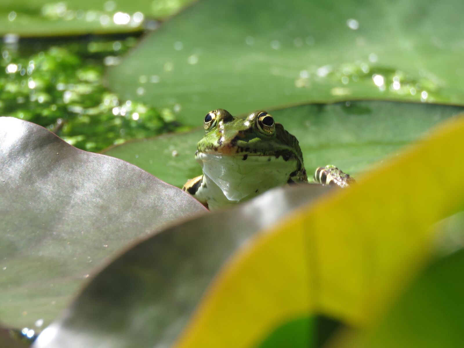 Canon PowerShot SX60 HS sample photo. Frog, lilly leaves, pond photography