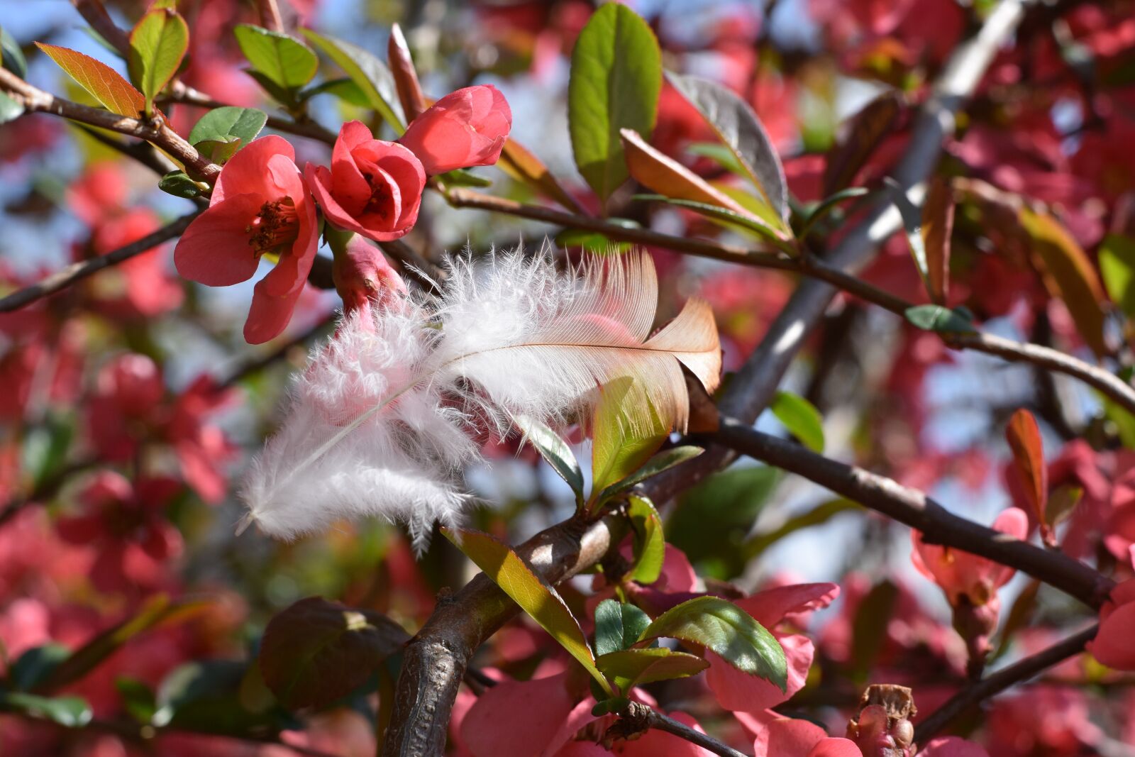 Nikon D7200 sample photo. Bird feather, red flowers photography